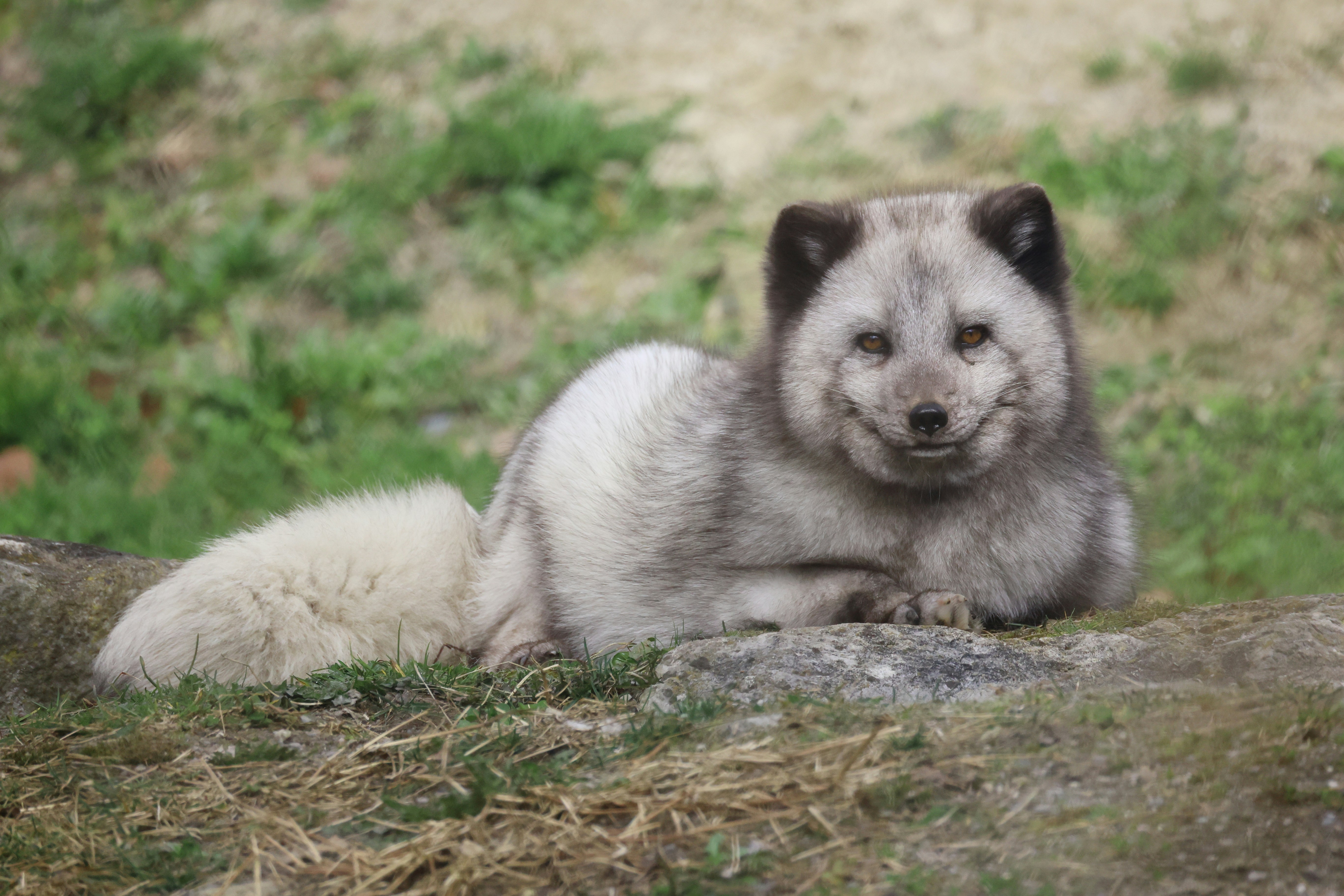 An arctic fox rests on grassy ground.