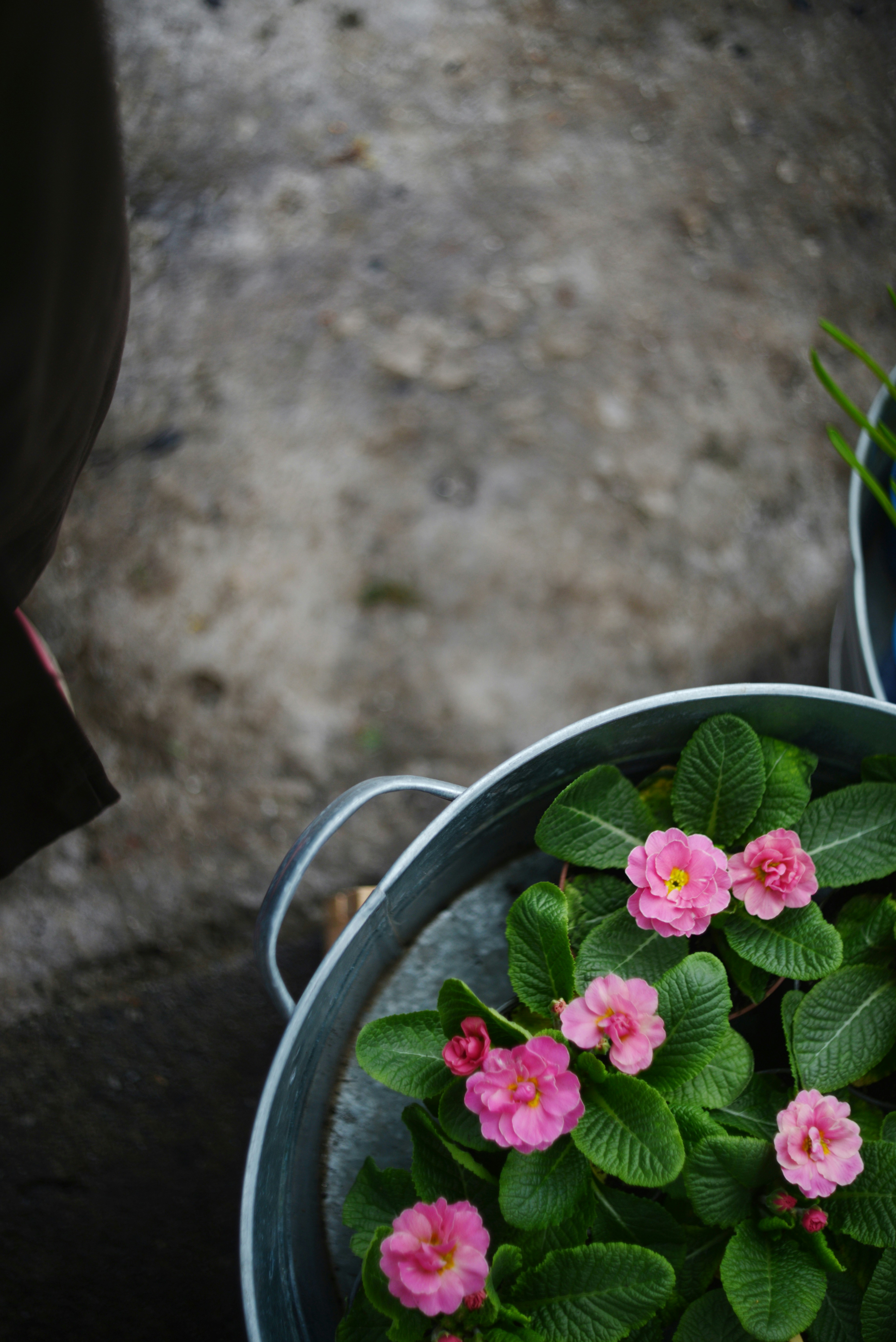 Rosa Primula blüht in einem galvanisierten Metalltopf