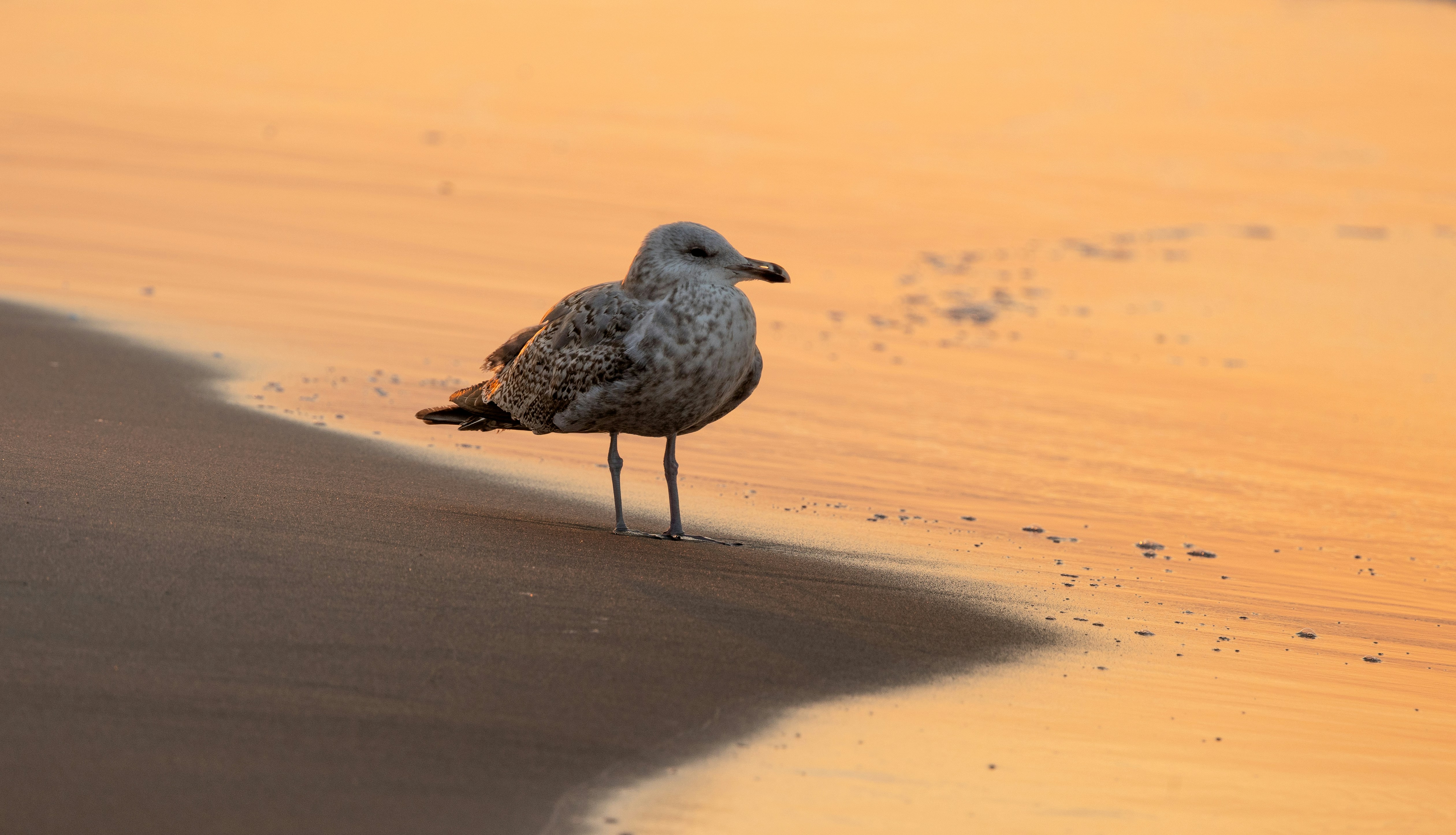 A seagull stands on a sandy beach at sunset.