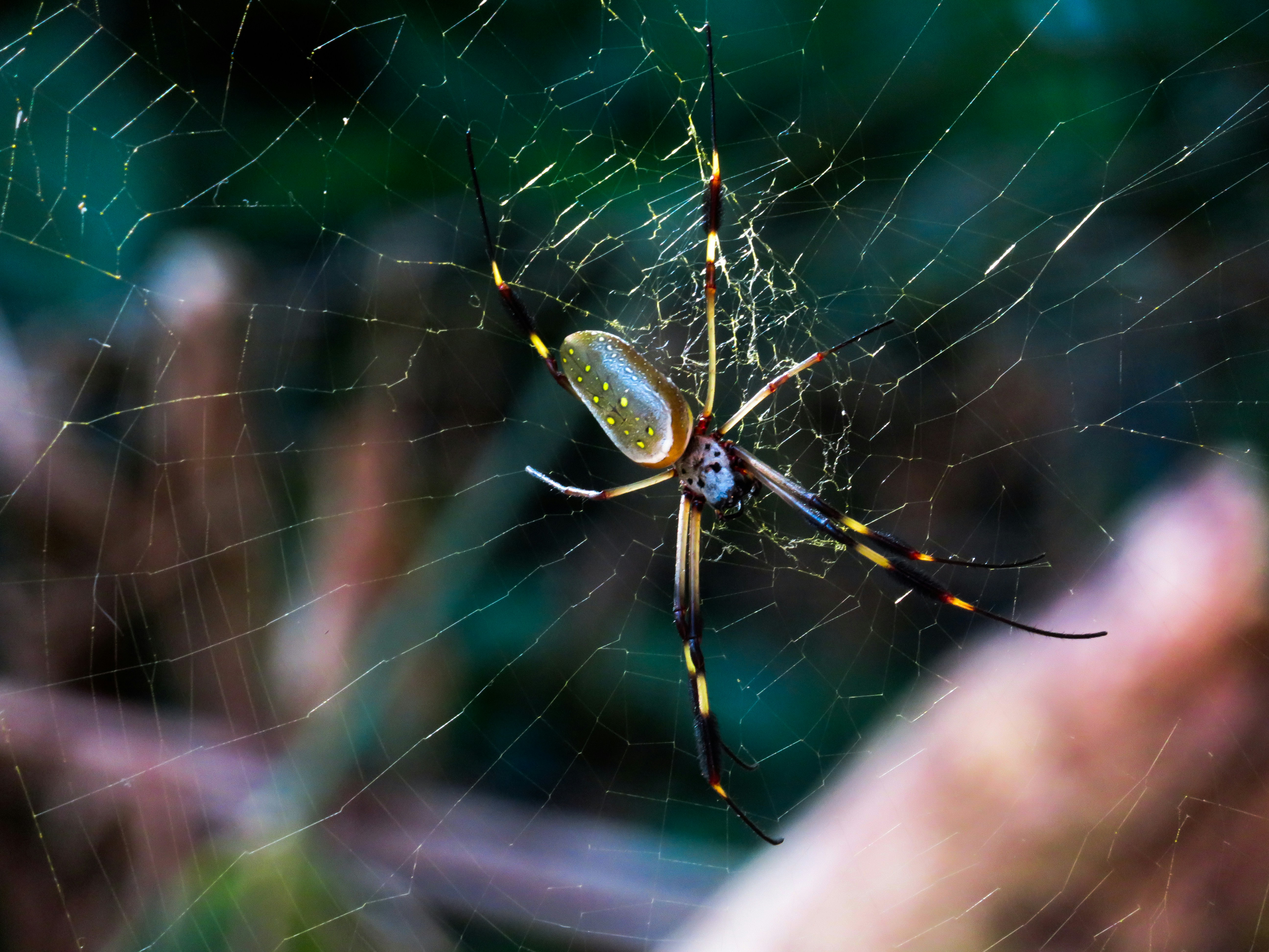 Photo by izzywilding