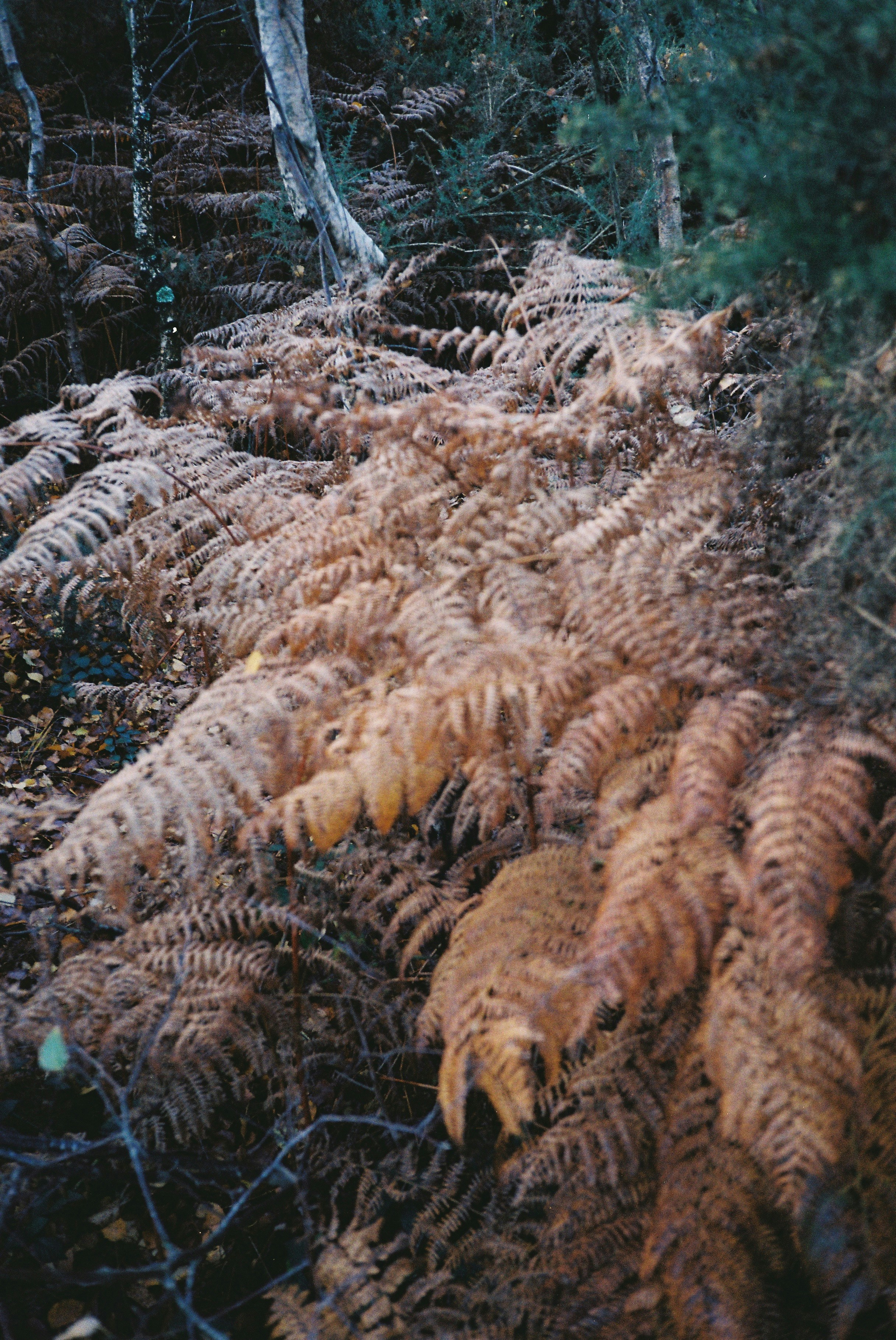Brown ferns cover the forest floor in autumn.
