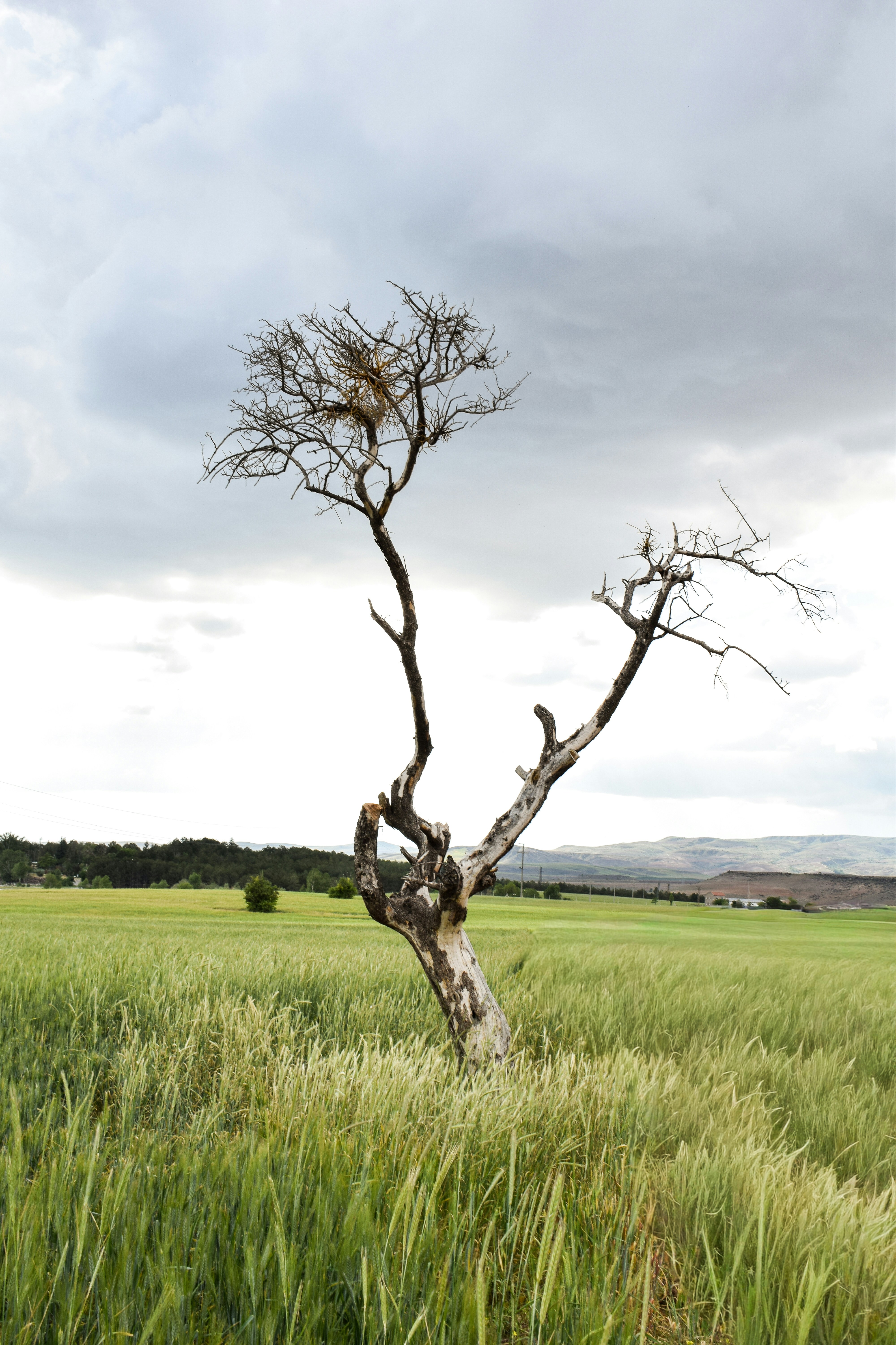 Un arbre mort solitaire se dresse dans un champ vert.