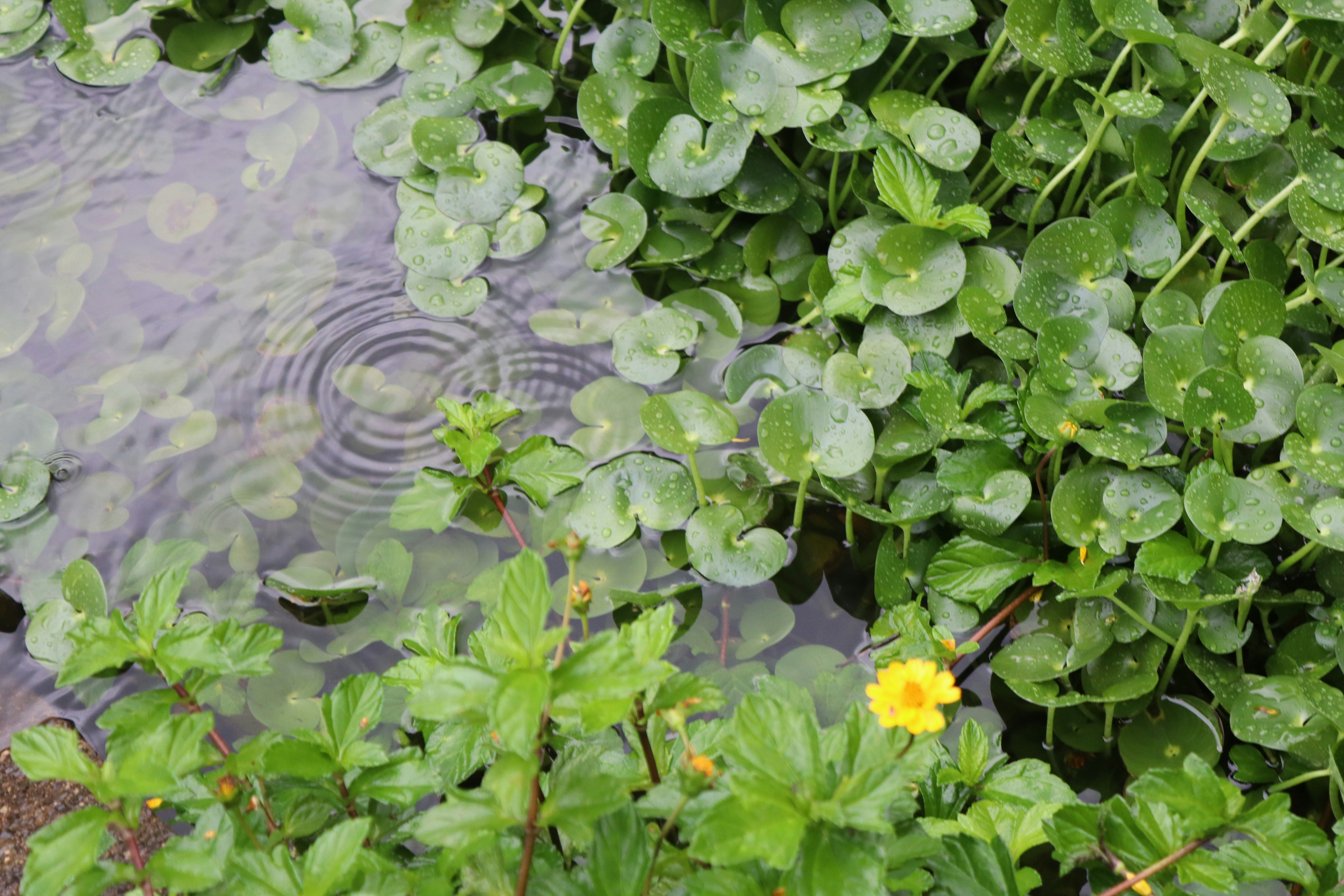 Photo by japserlewisis