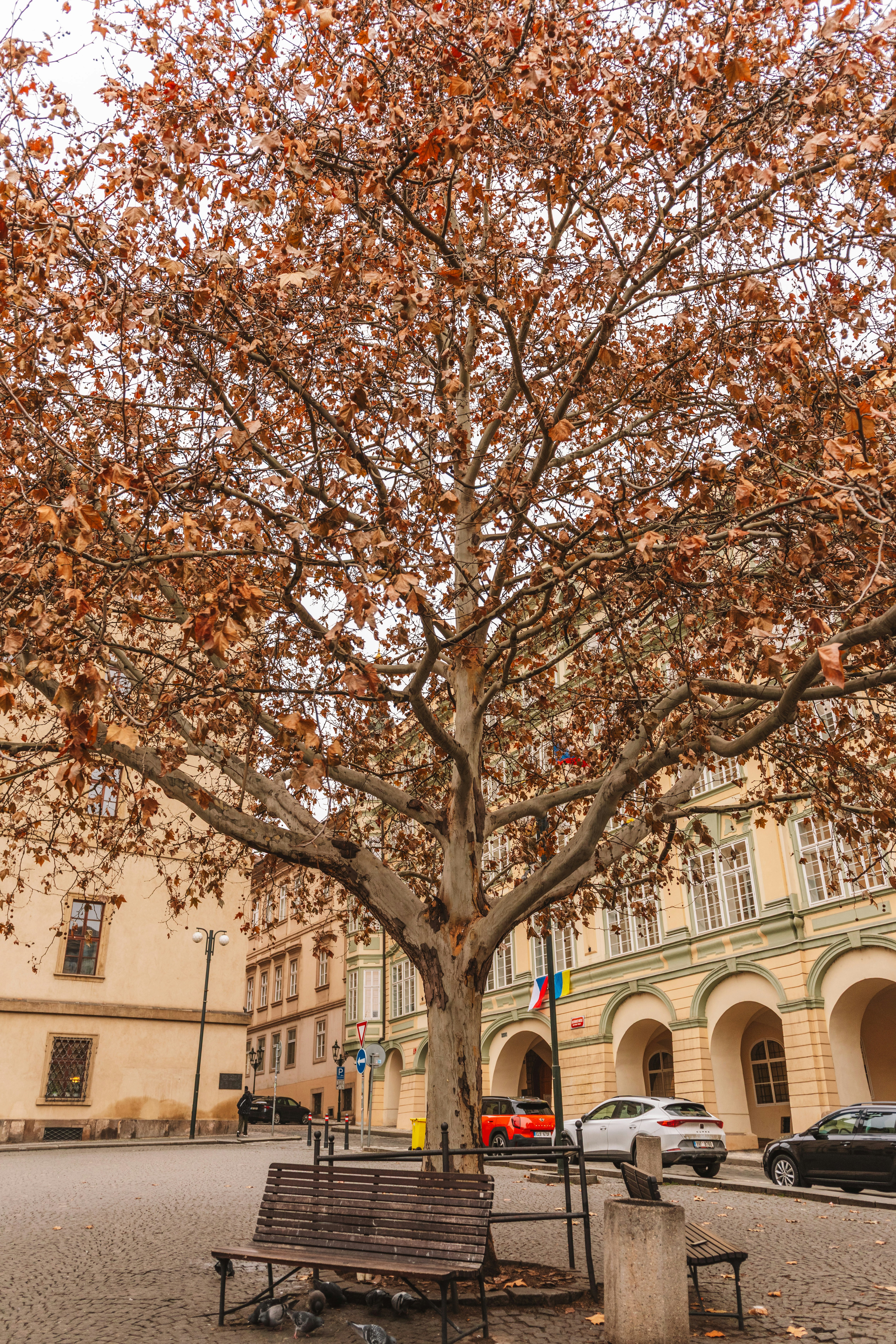 A large tree with brown leaves in a city square.