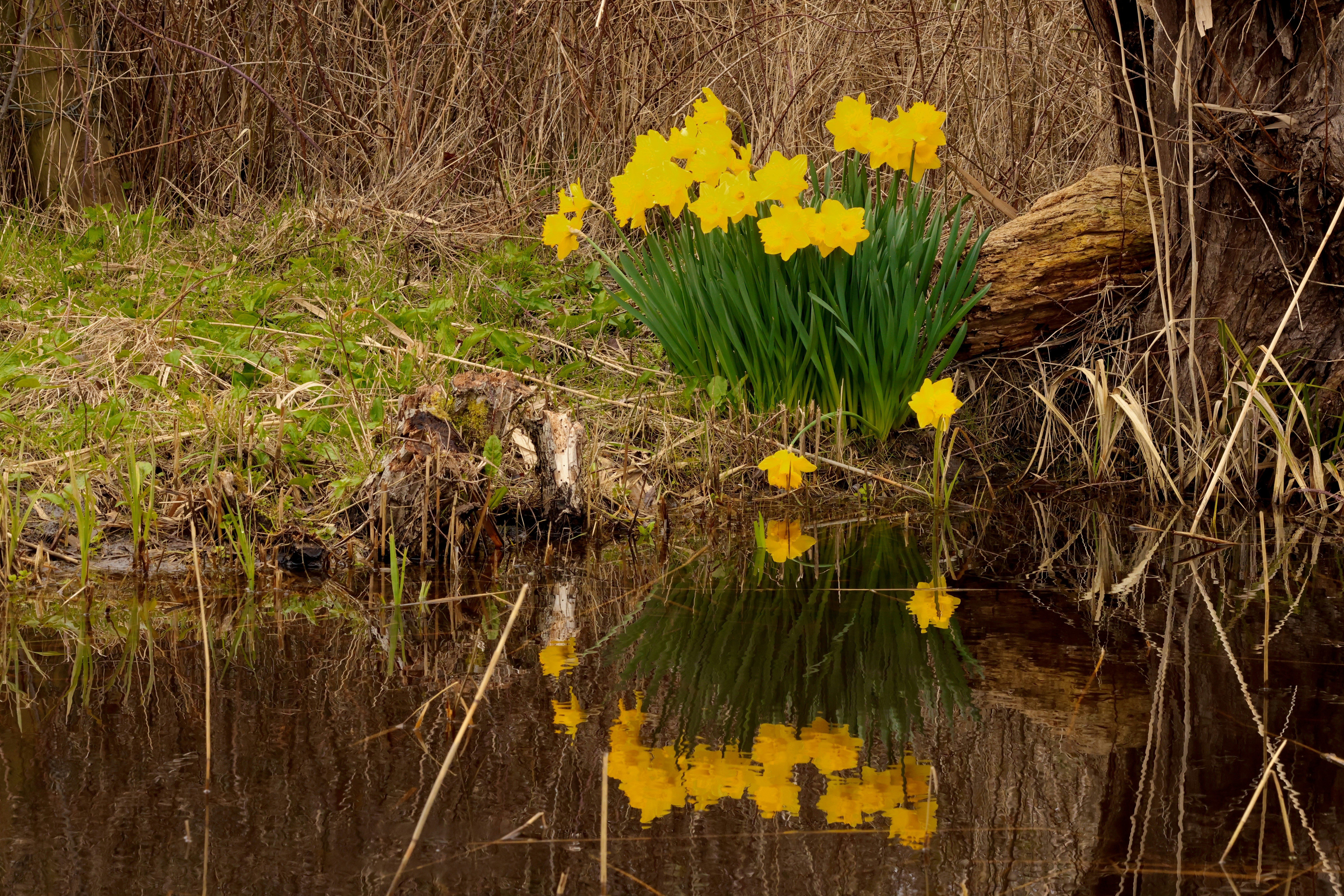 Yellow daffodils bloom by a reflective body of water.