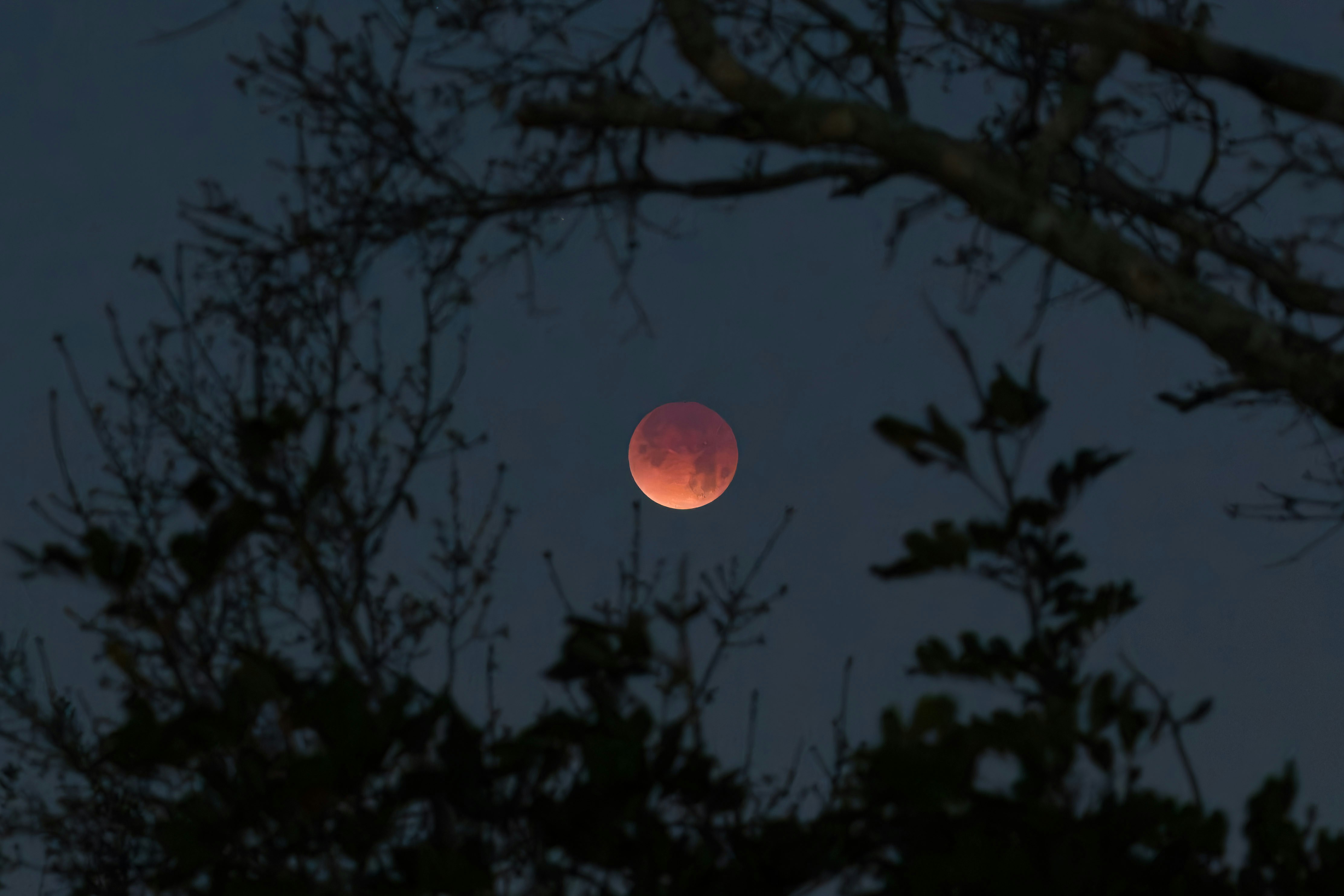A red moon is visible through tree branches at night.
