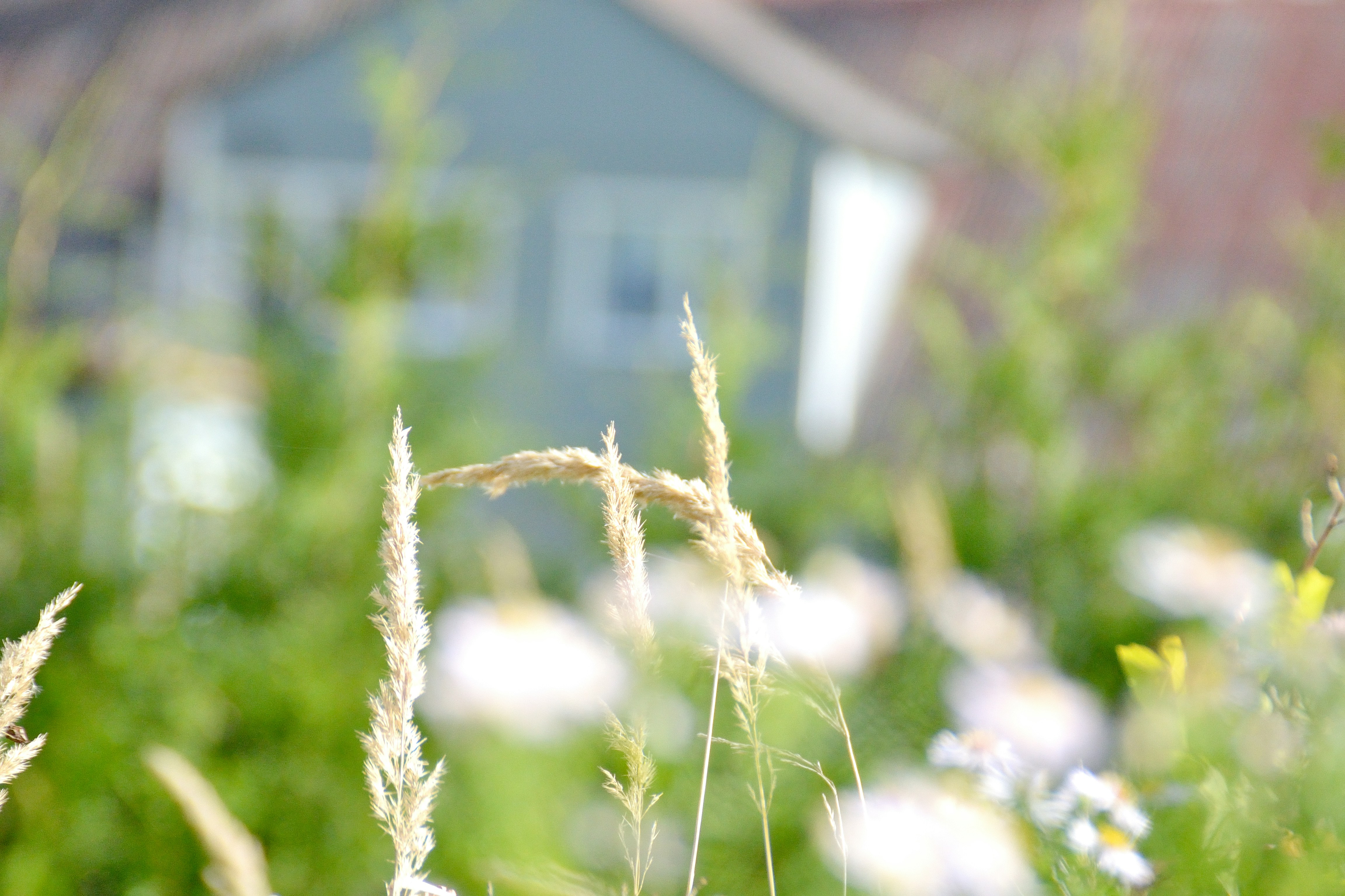 Photo by psilocybe53