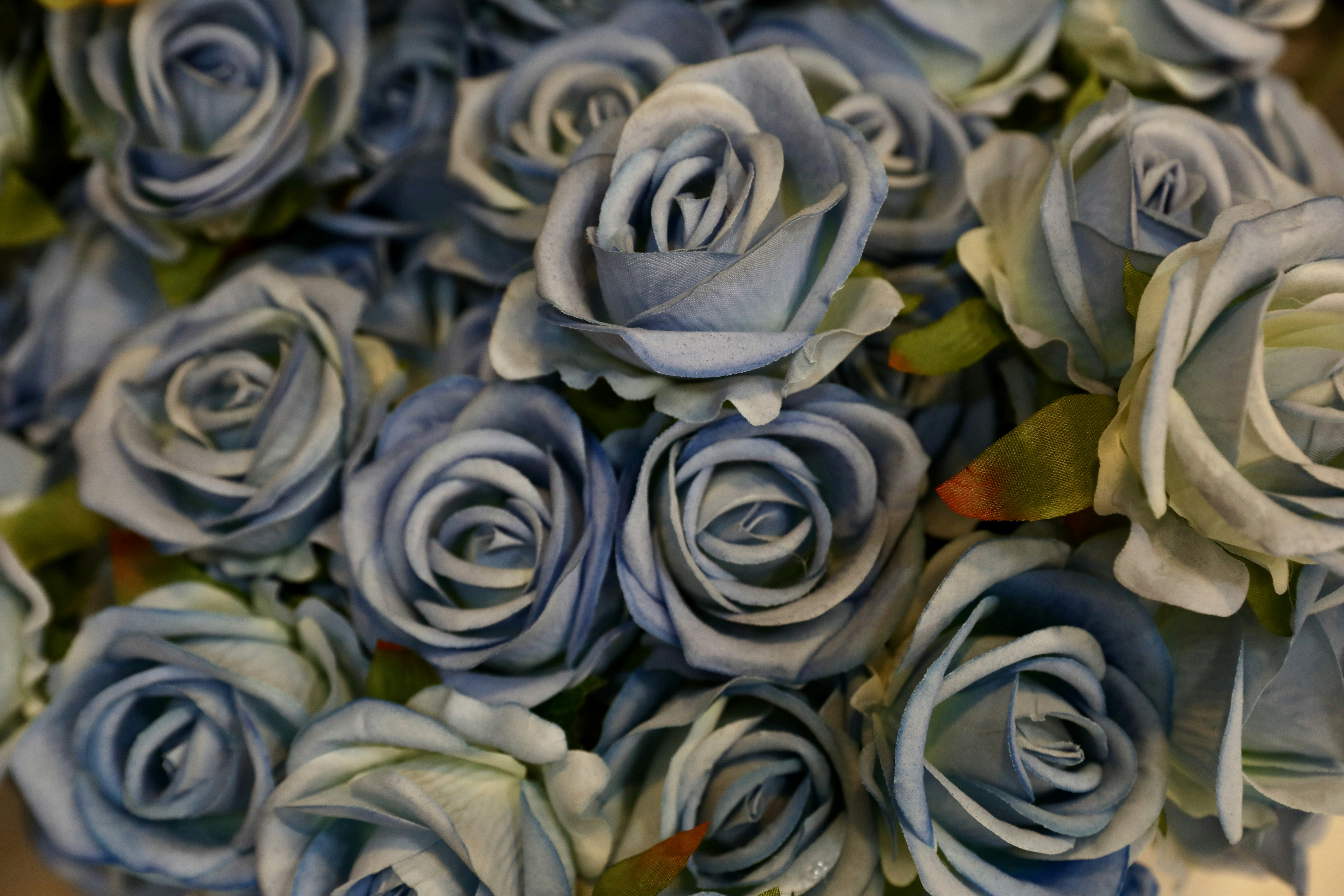 A bouquet of light blue roses