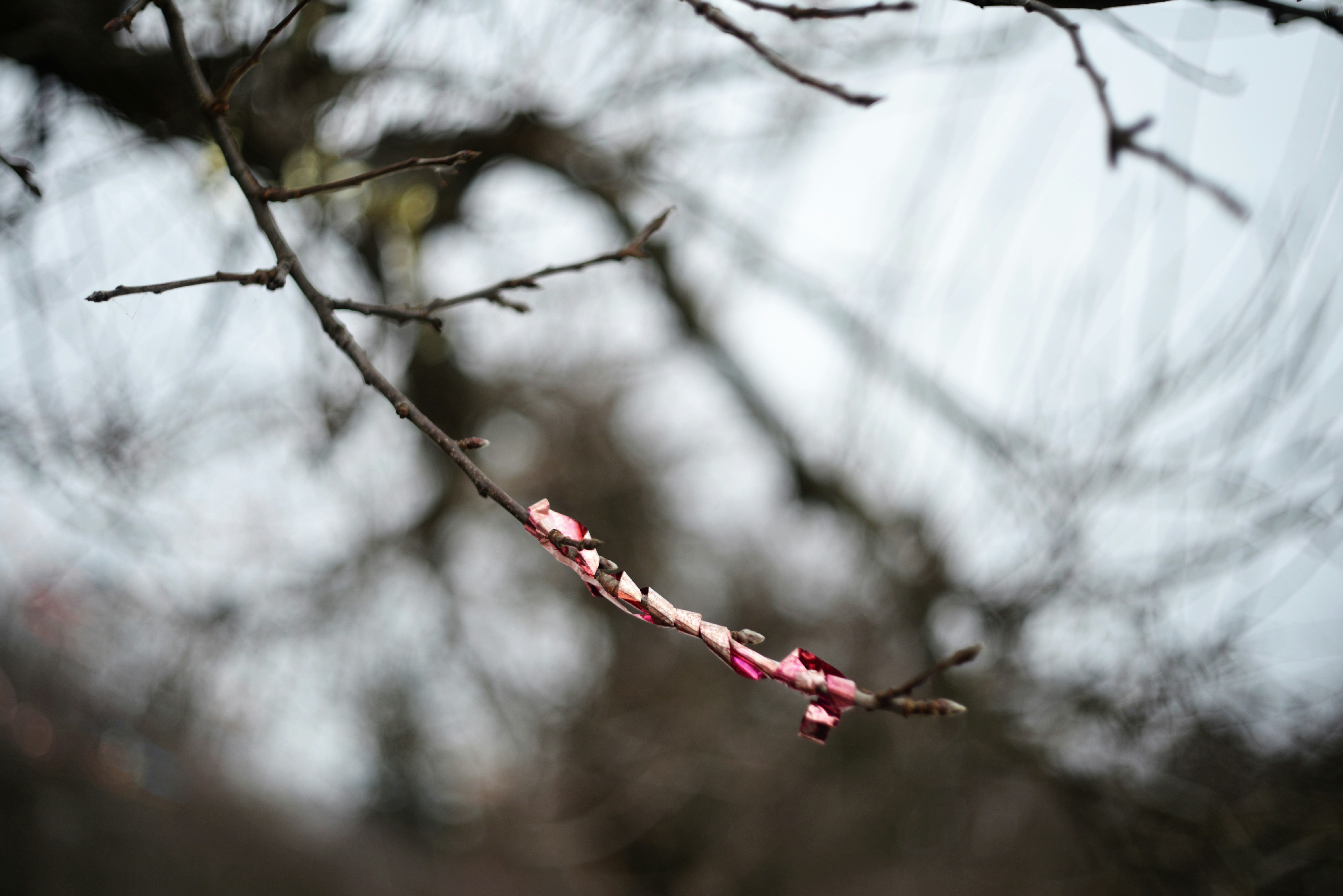 A single branch with pink buds against a blurry background.