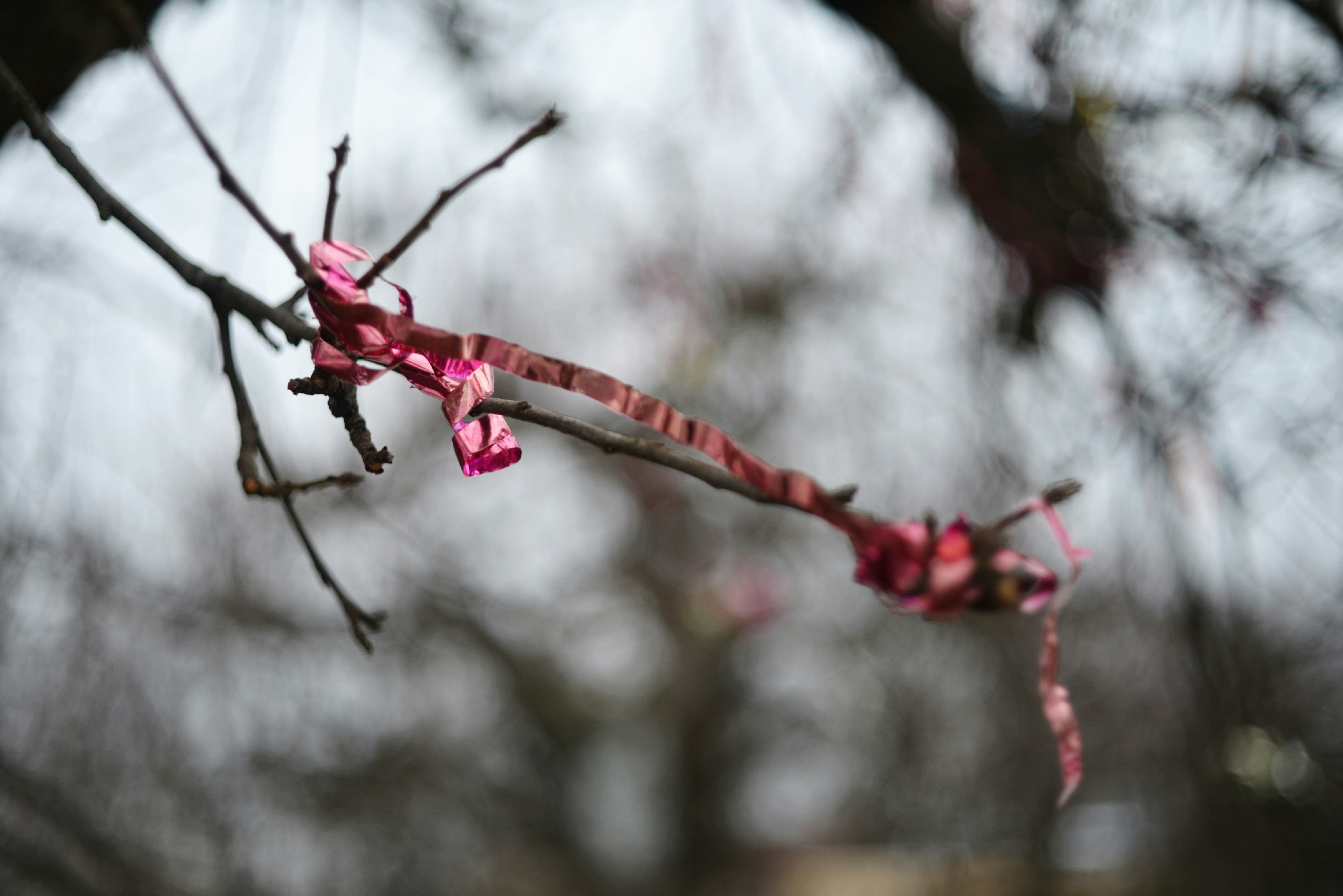 Pink ribbon tied to bare tree branches