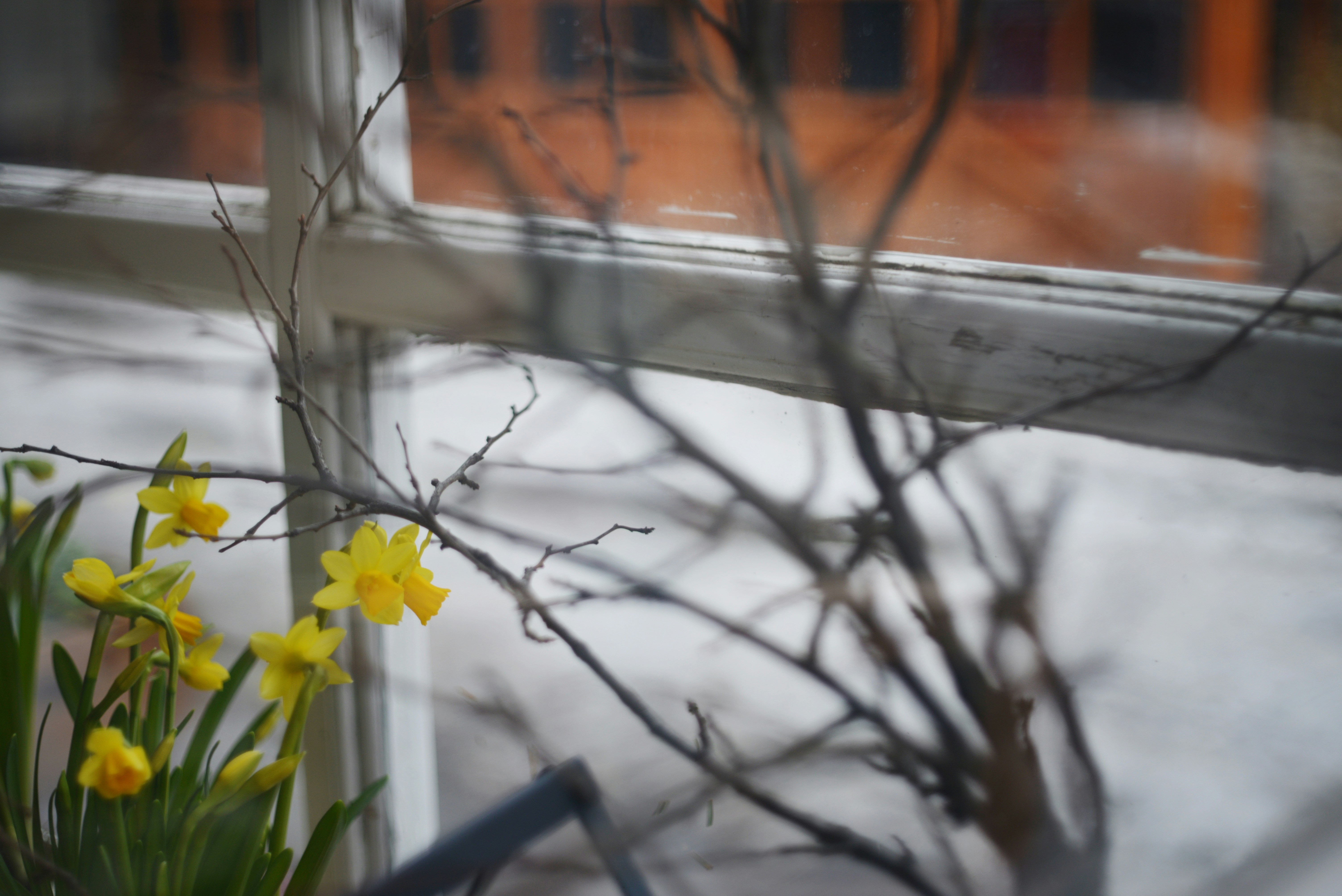 Yellow daffodils bloom by a window with bare branches.