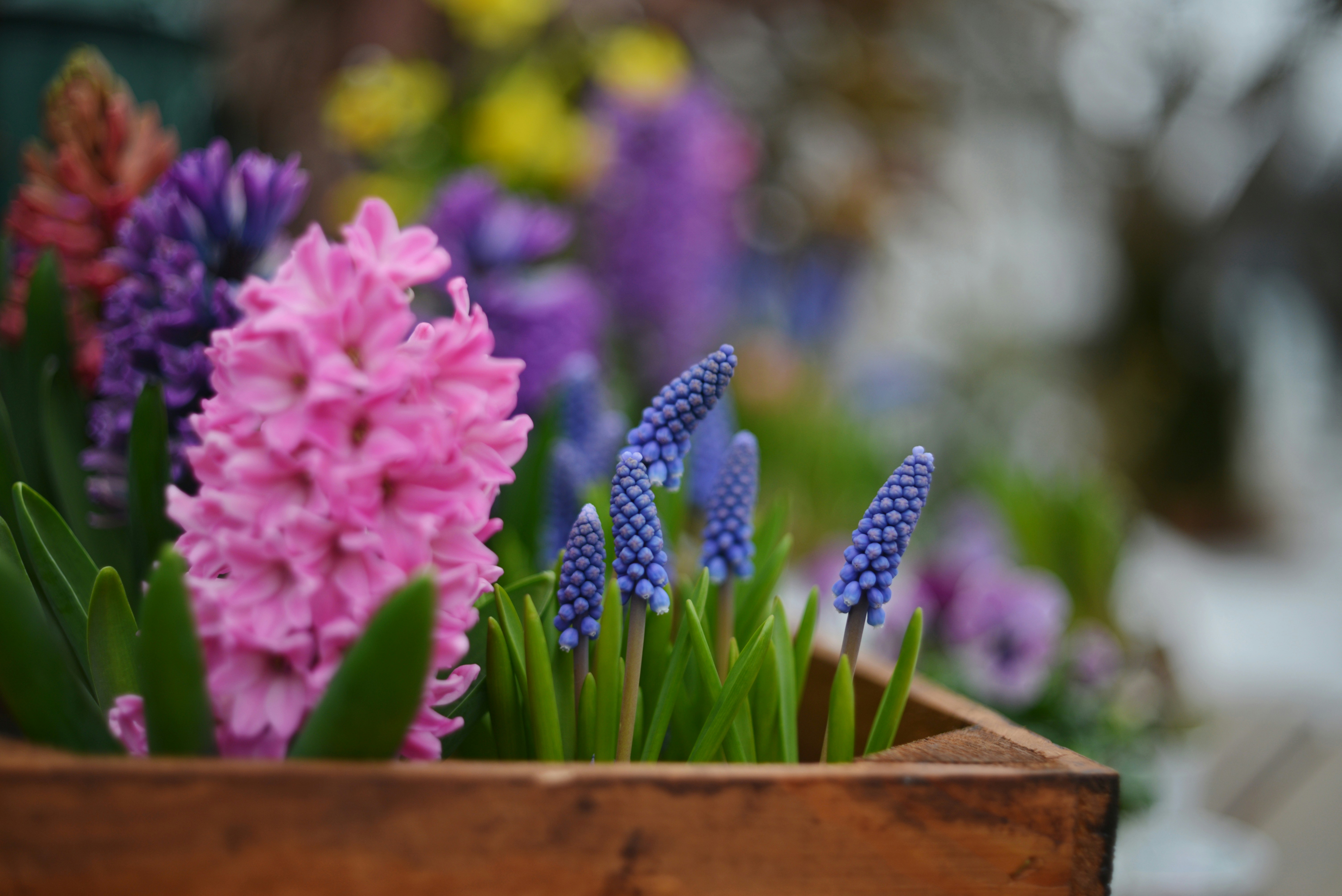 A wooden planter filled with pink and purple hyacinths.