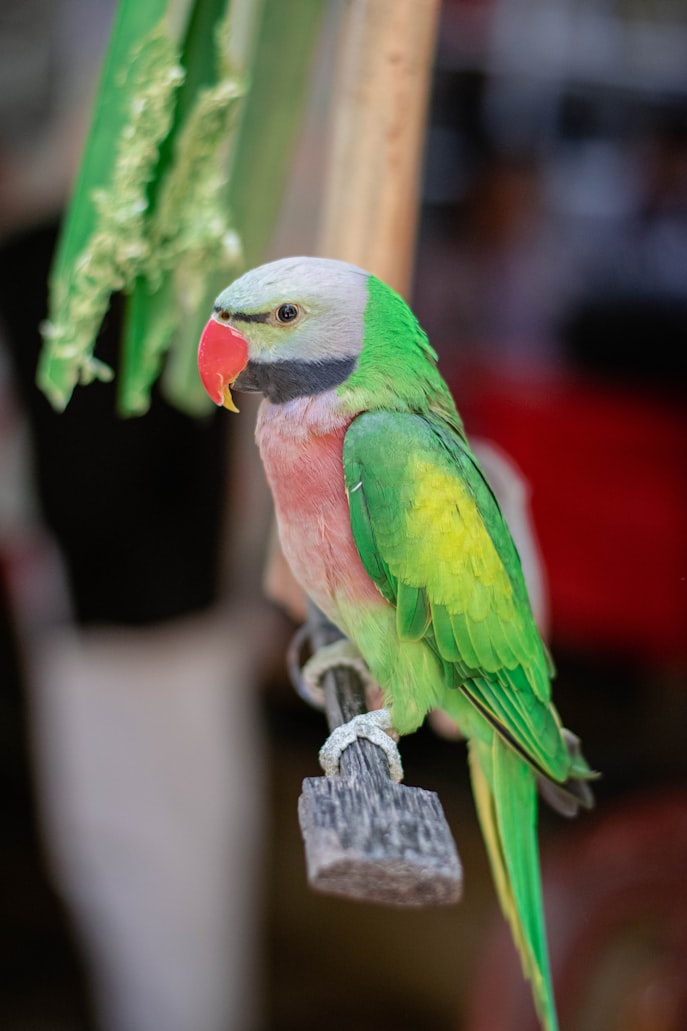 Colorful parrot at rest in soft daylight