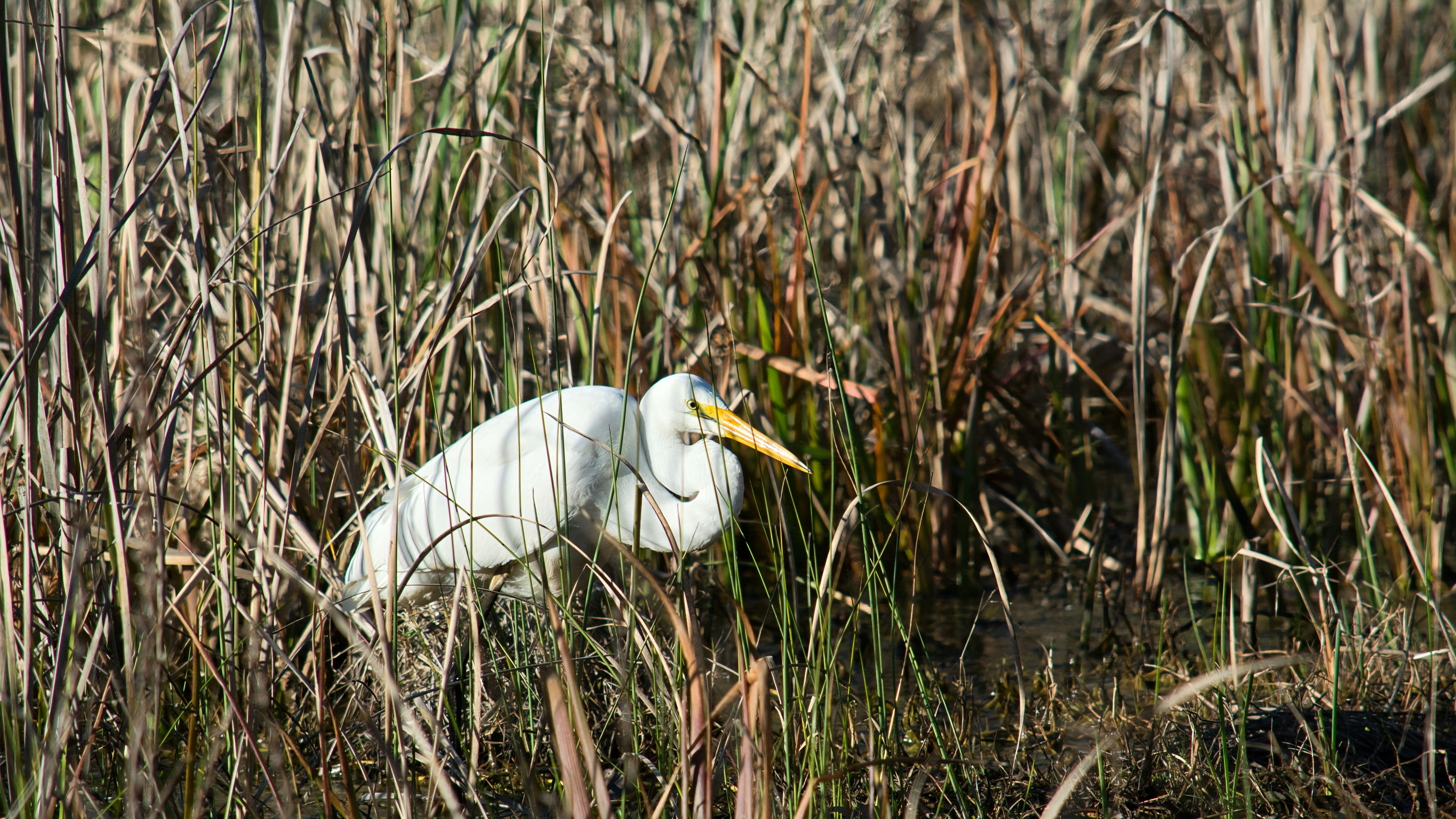 A white egret stands in tall dry reeds.