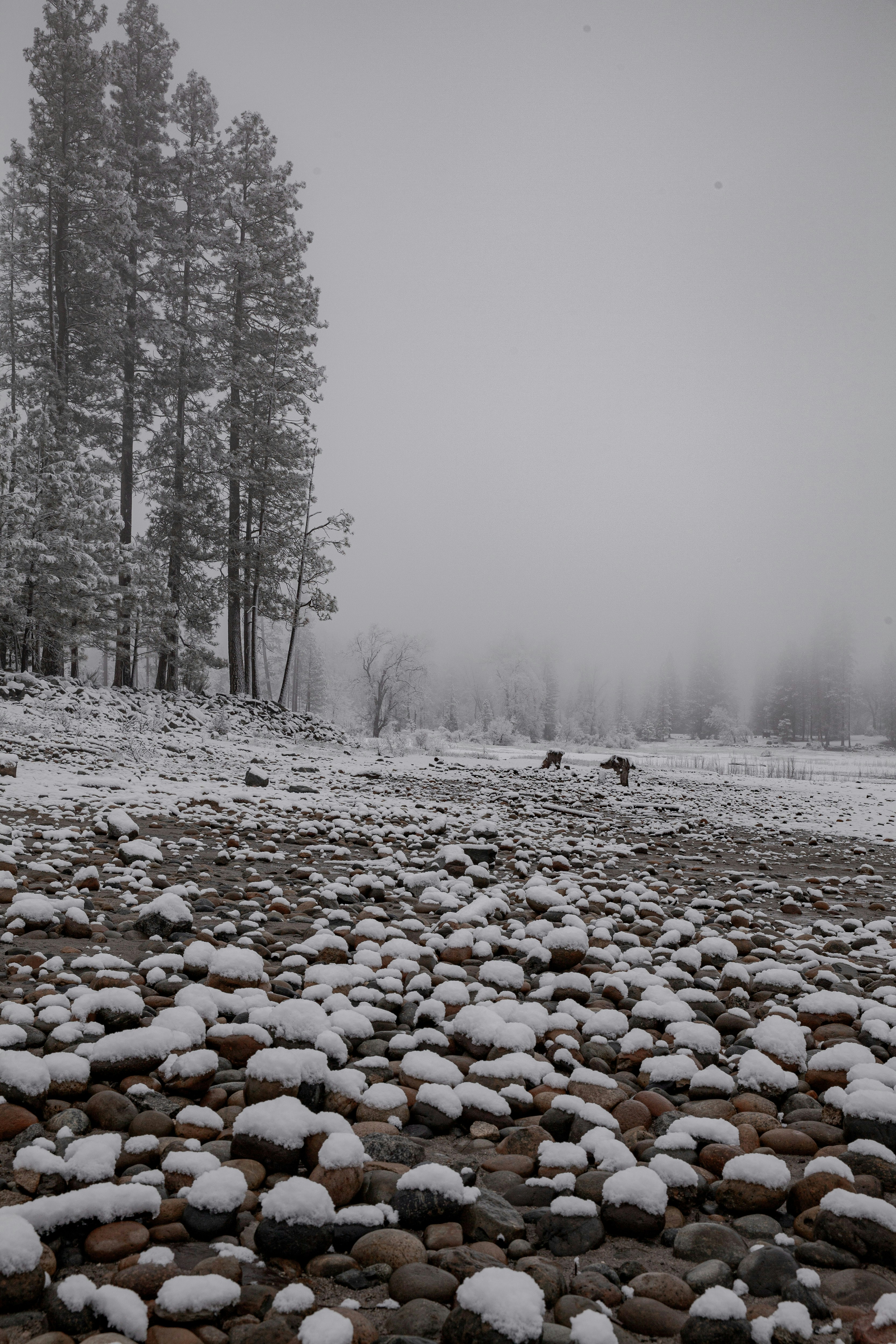 Snow-covered riverbed with pine trees in fog.