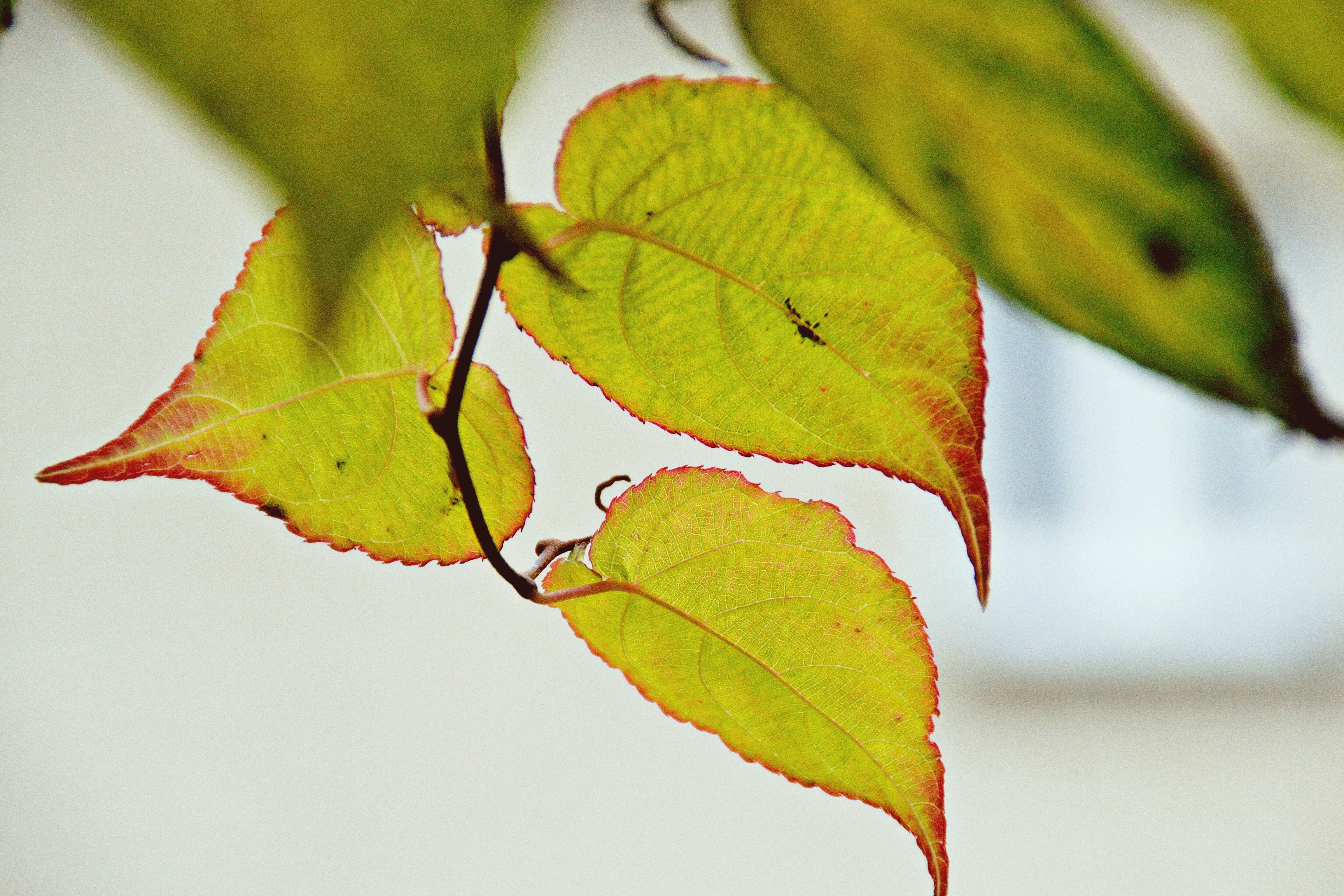 Photo by psilocybe53