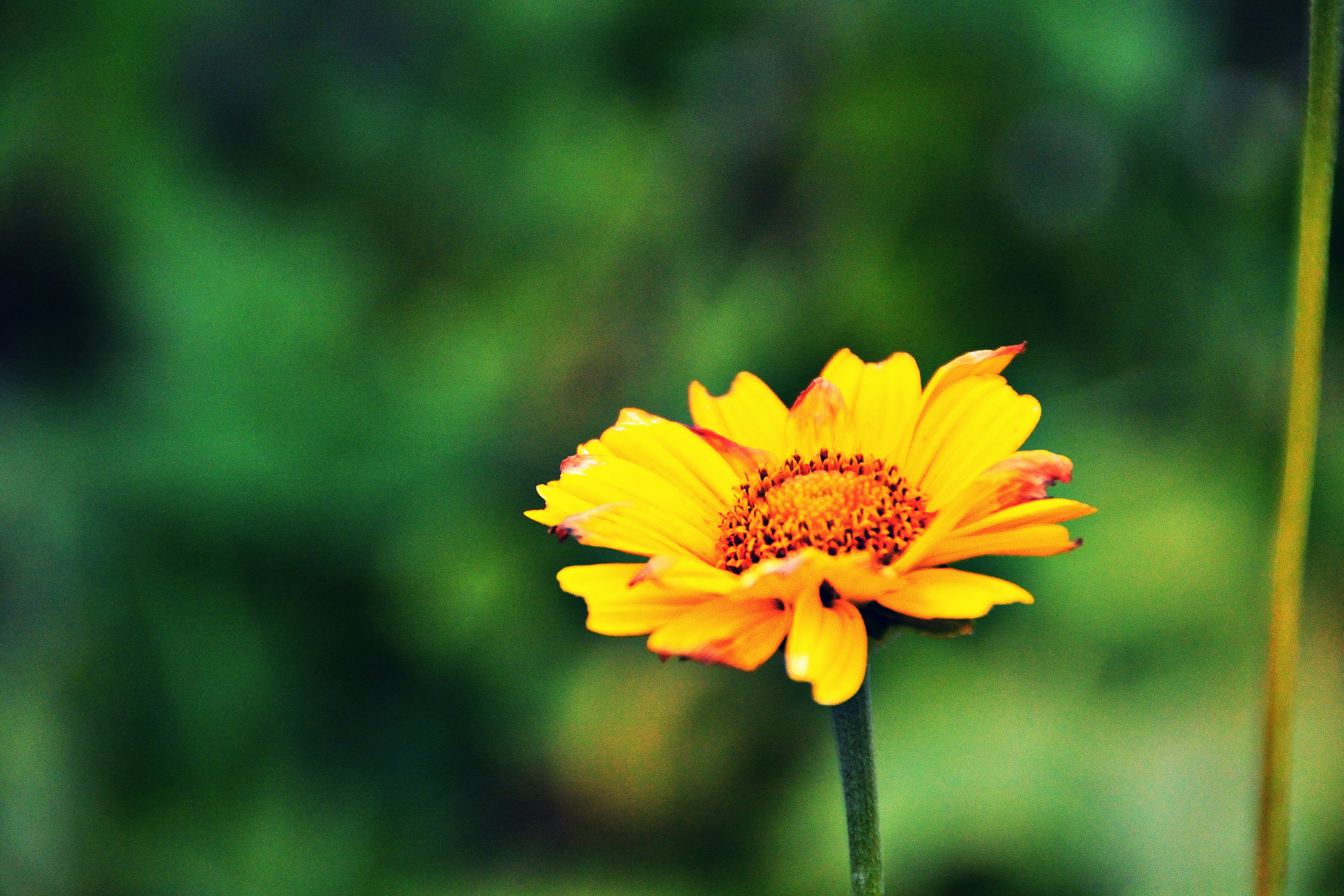 Photo by psilocybe53