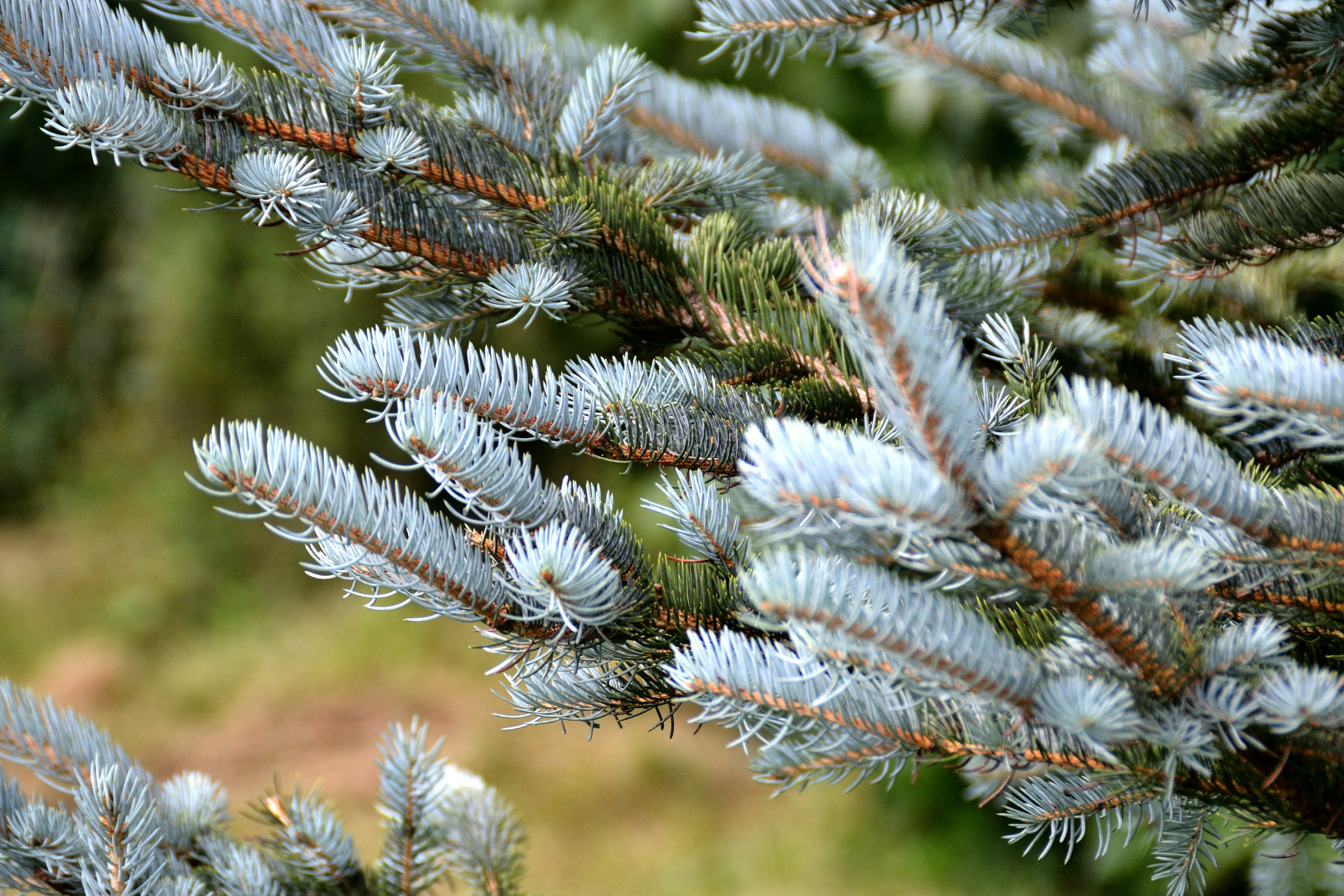 Photo by psilocybe53