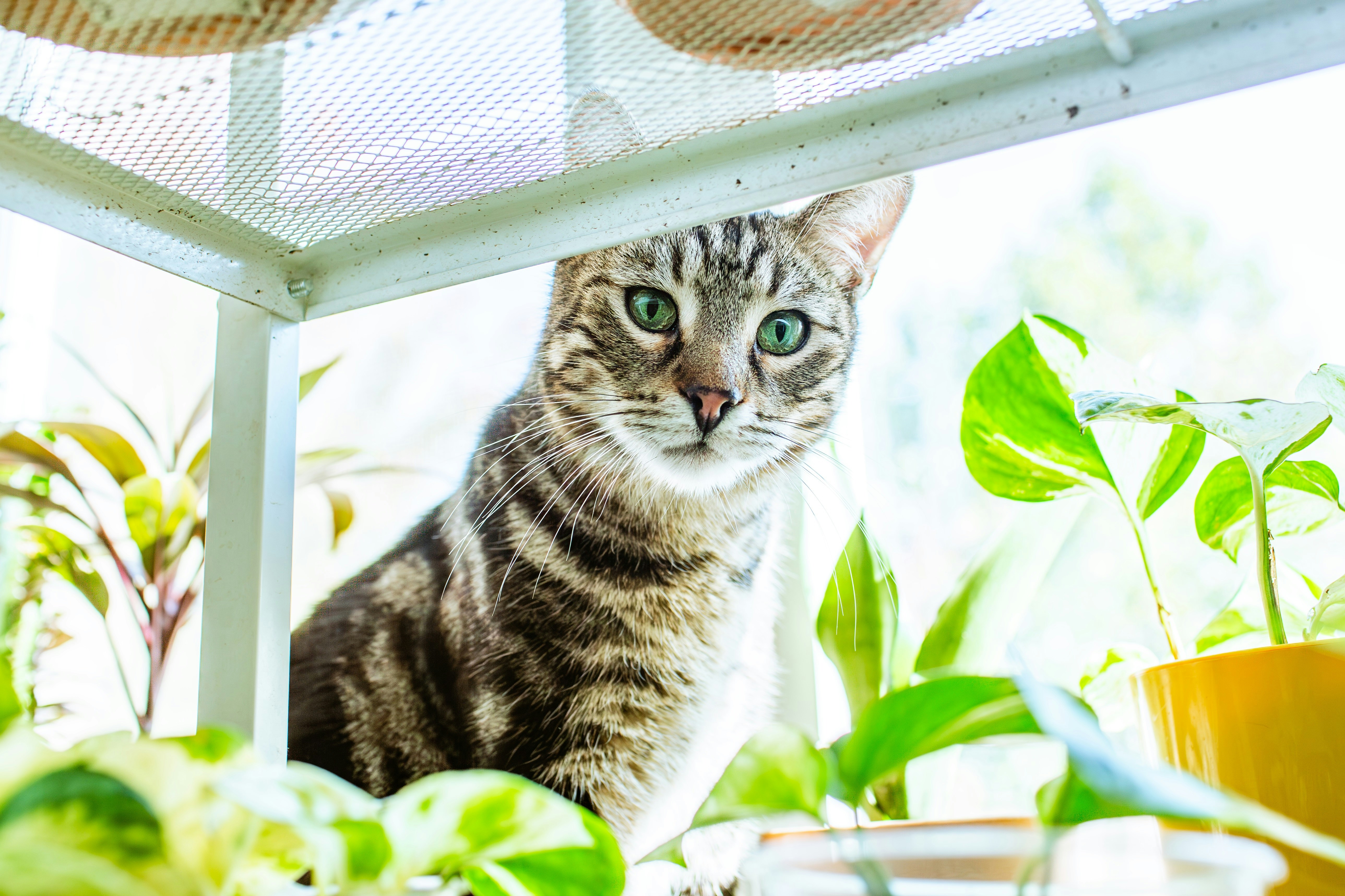 A curious tabby cat sitting inside a small greenhouse by the window, surrounded by houseplants and soft daylight.