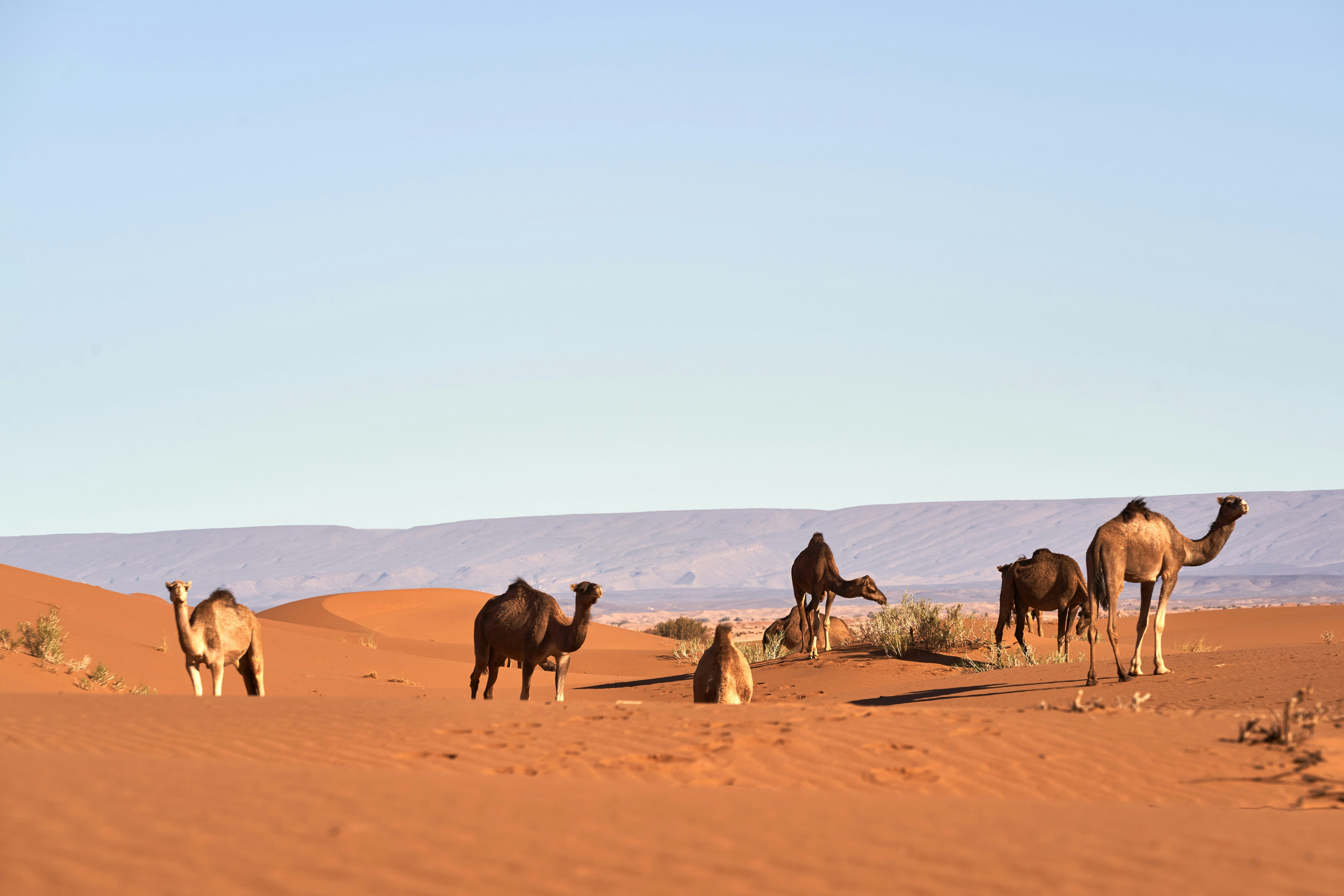 Photo by wolfgang_hasselmann