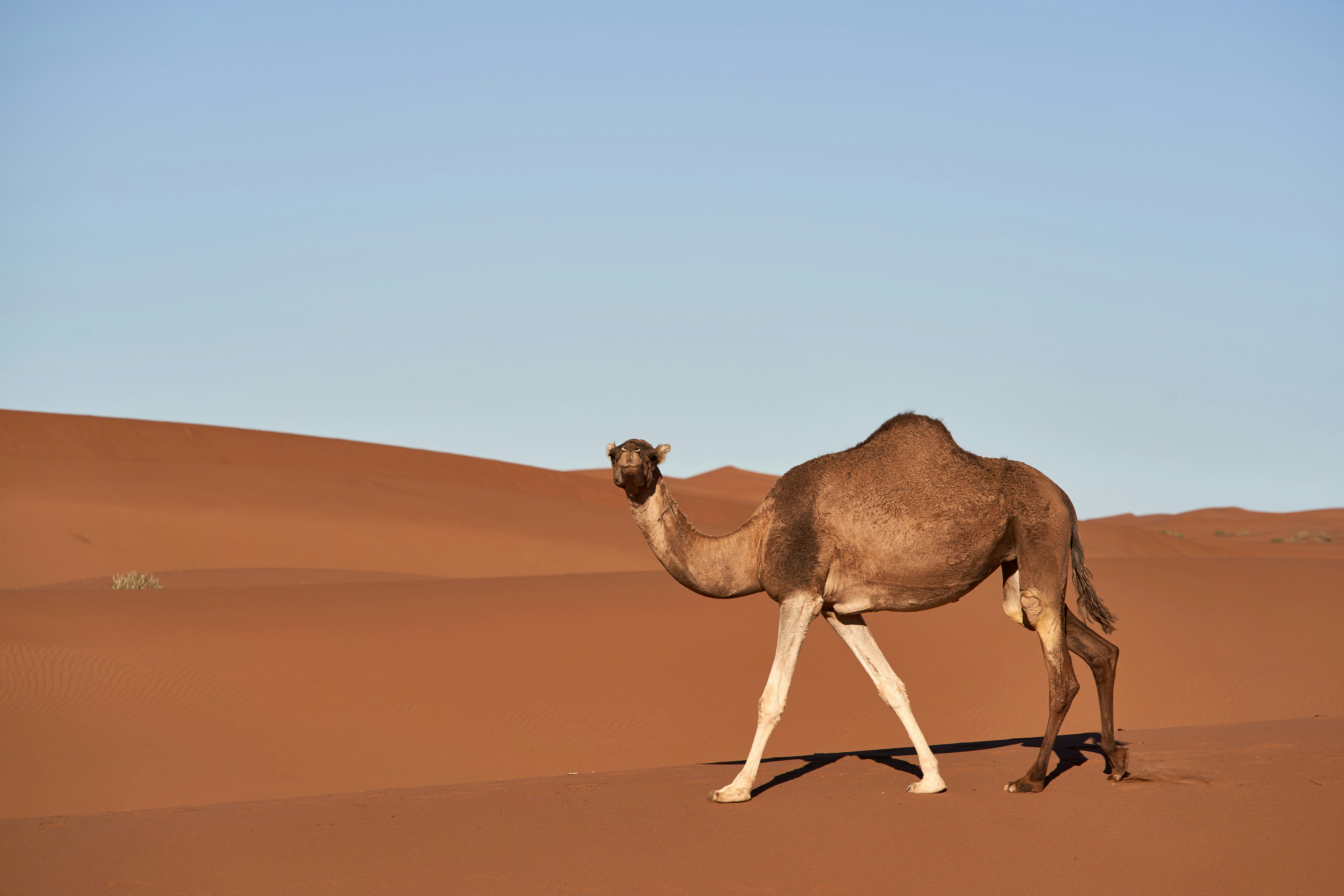 Photo by wolfgang_hasselmann