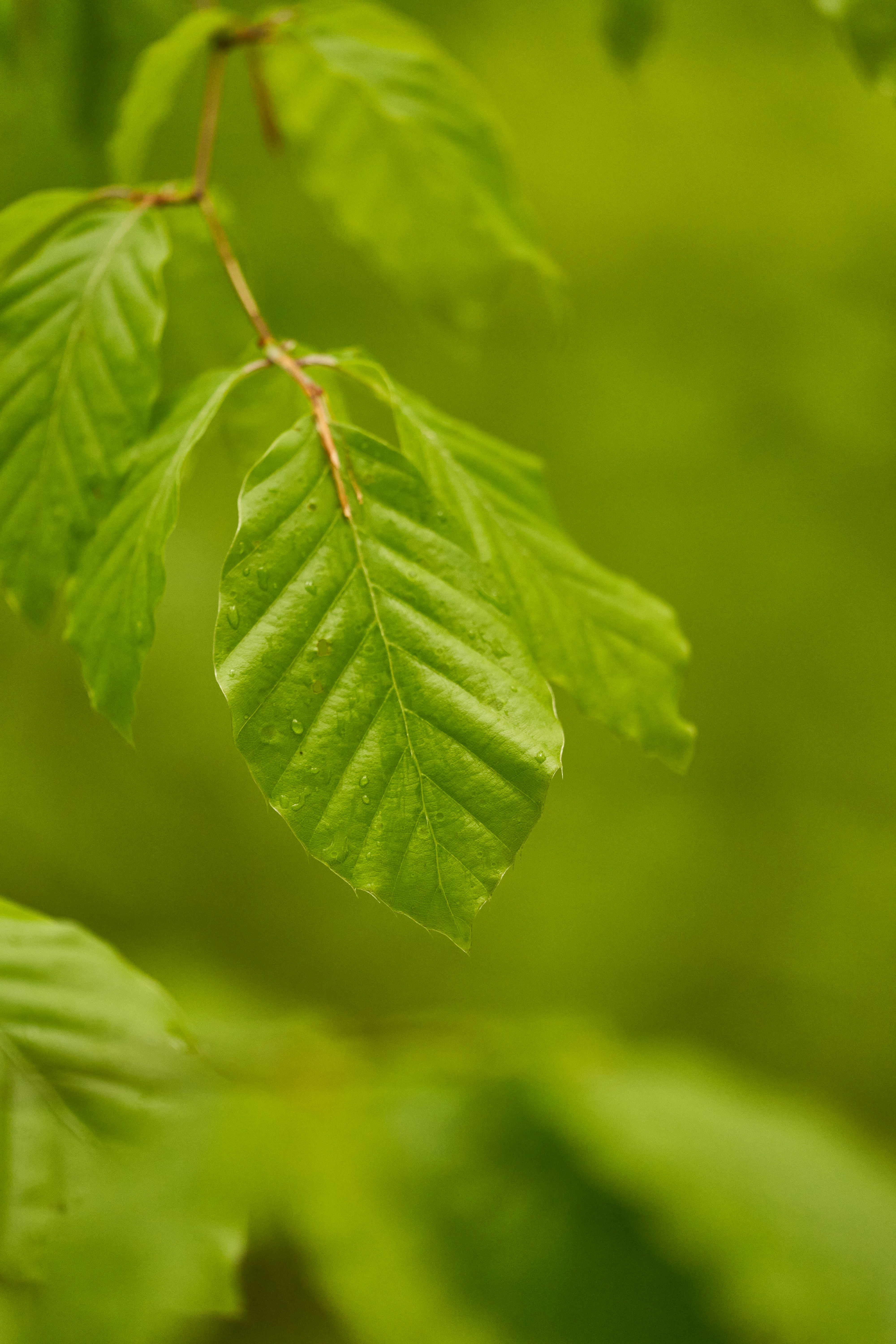 Photo by wolfgang_hasselmann