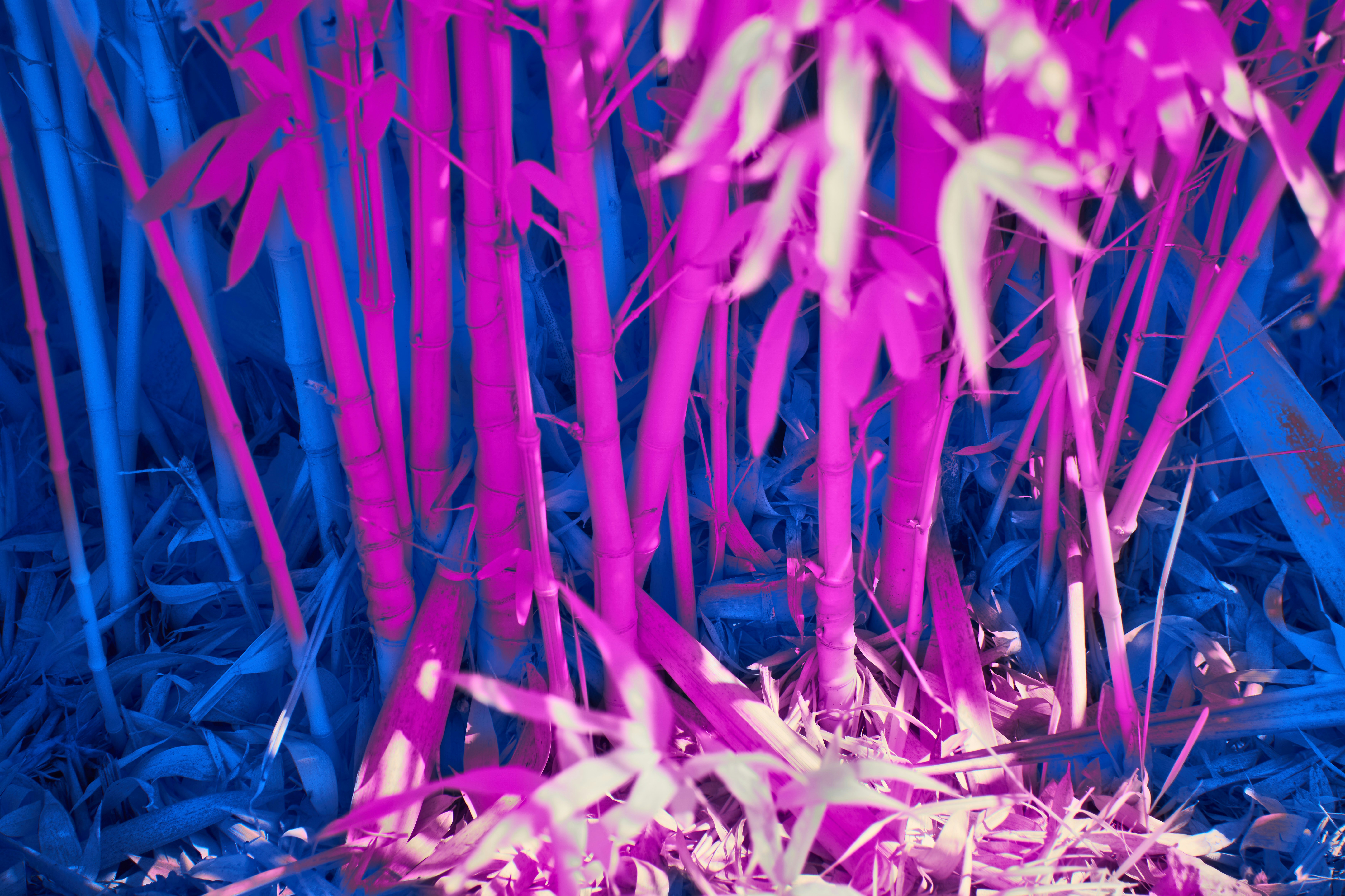 Photo by wolfgang_hasselmann