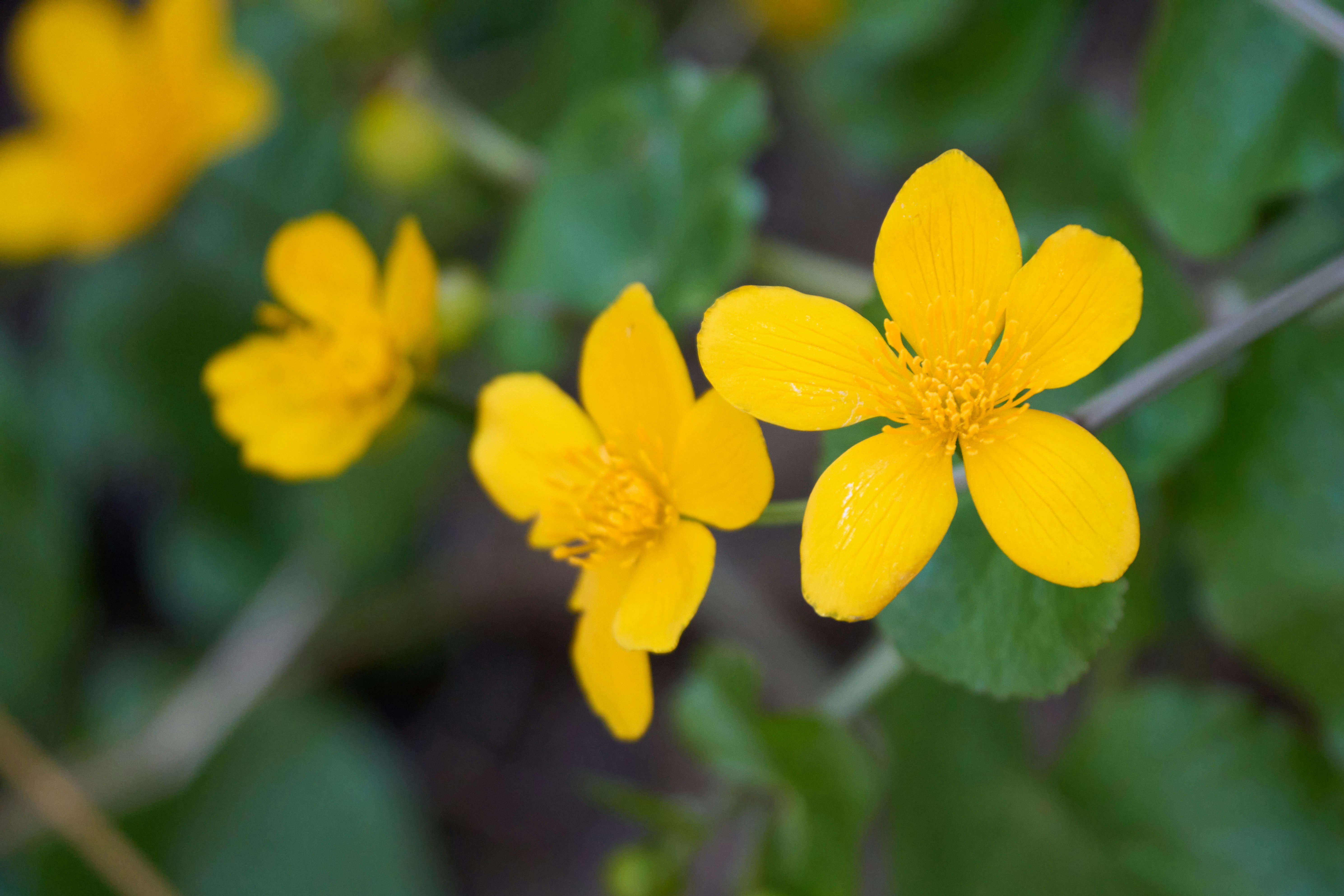 Photo by wolfgang_hasselmann