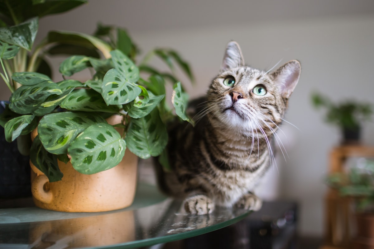 猫に危険な観葉植物リスト｜安全に共存する方法