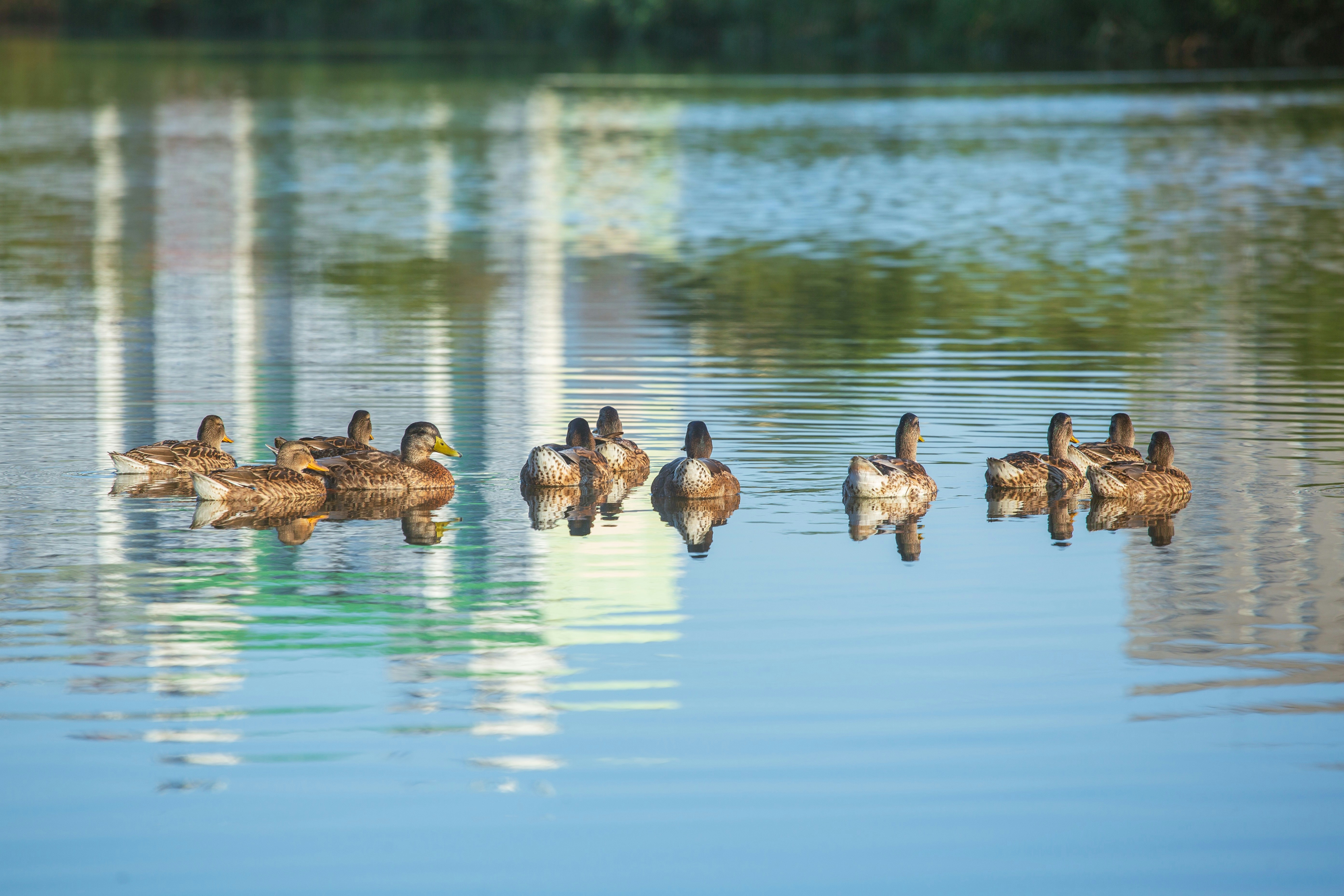 A group of ducks swimming on a calm lake
