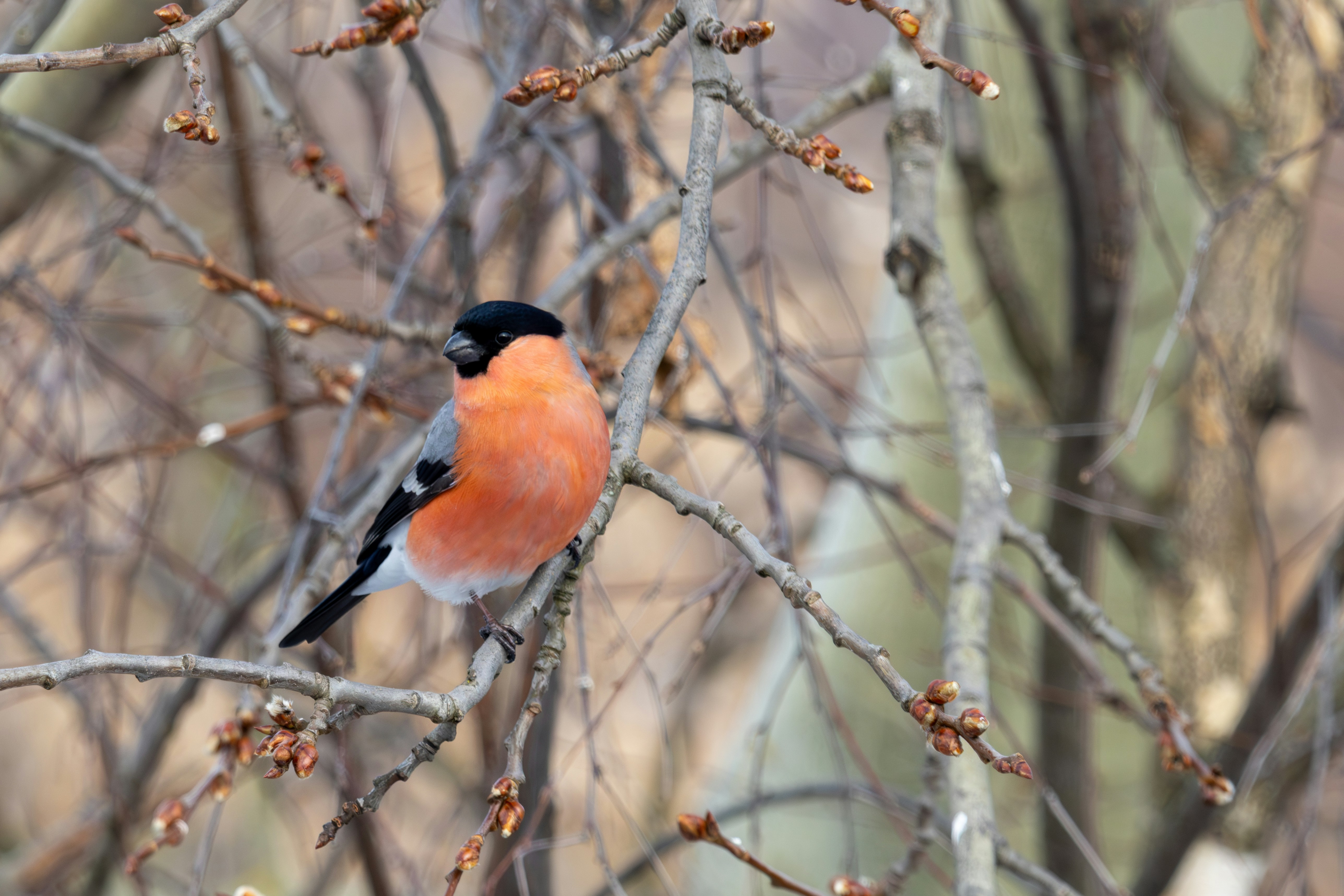 Photo by inconstantus