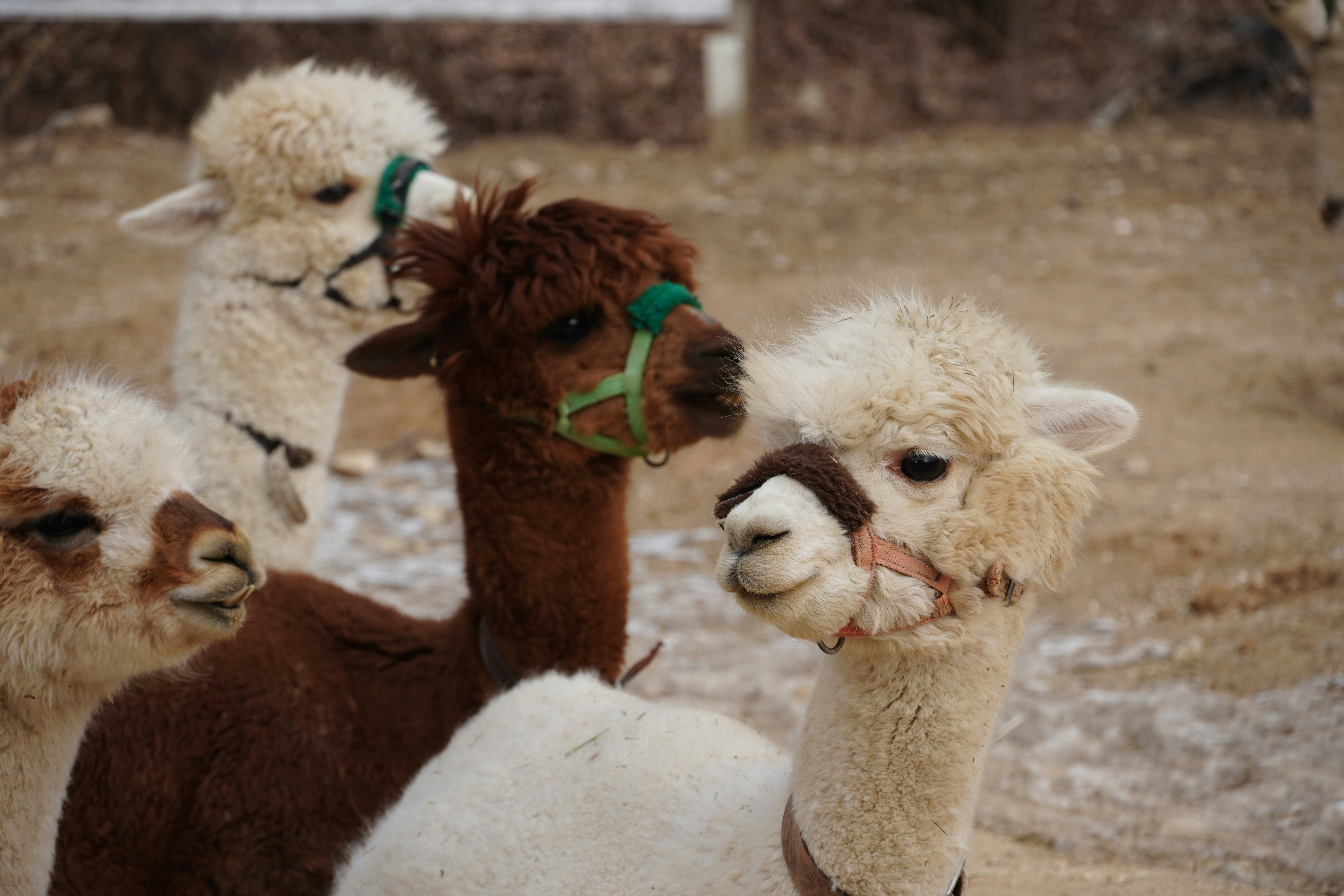 Four alpacas with colorful halters in an outdoor setting.