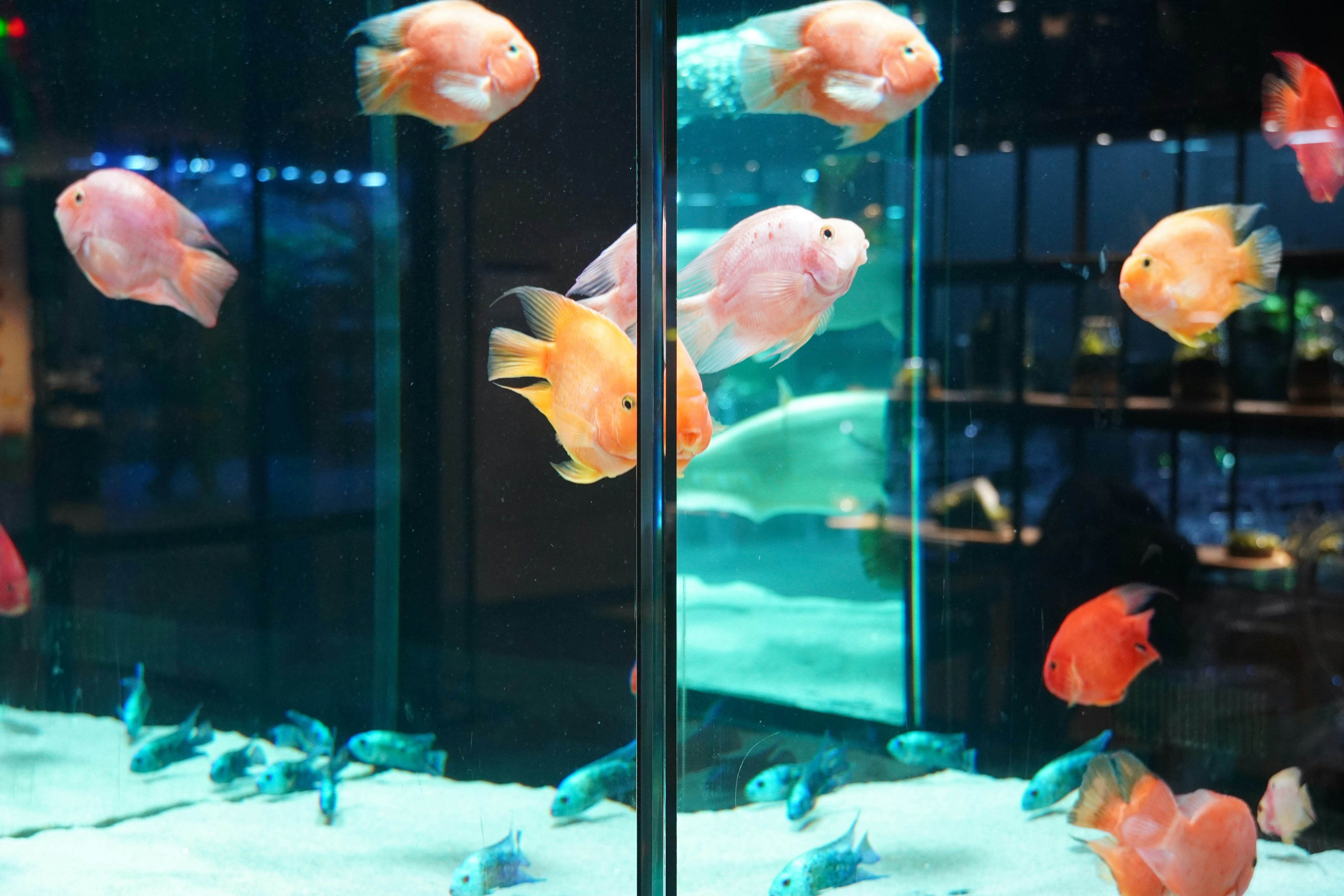 Several colorful fish swim in a large aquarium.