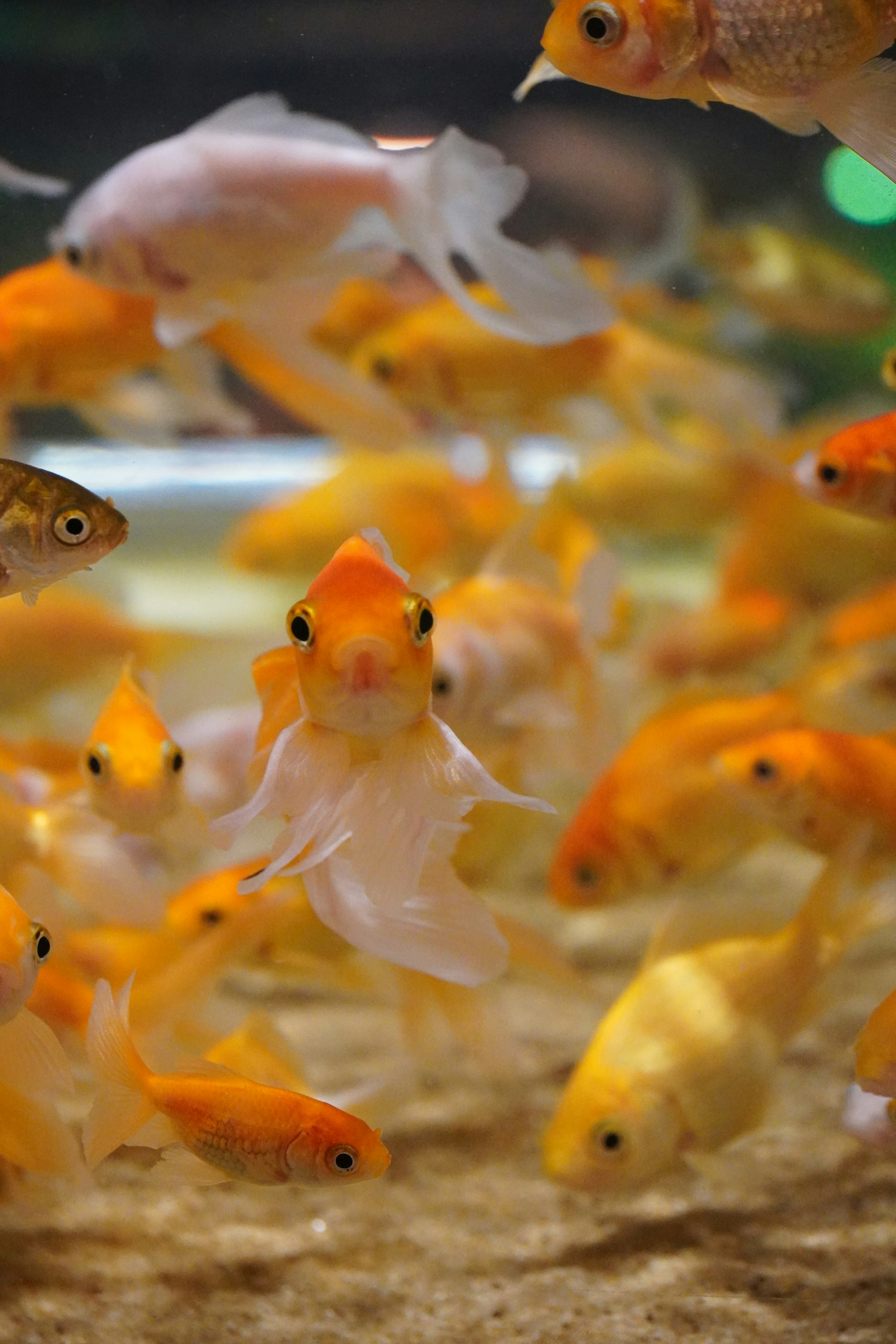 A school of goldfish swimming in clear water.