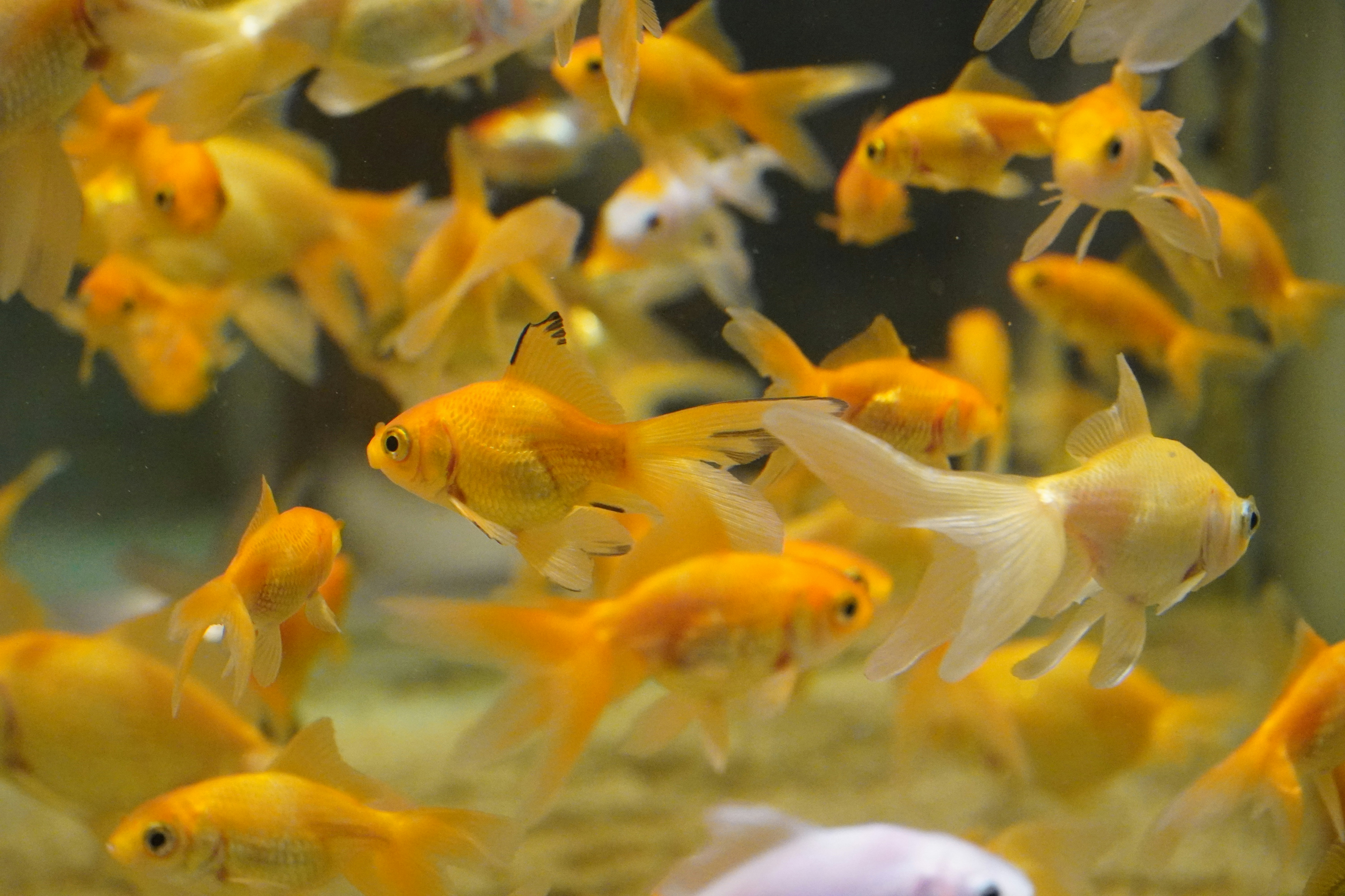 A school of small, bright orange goldfish swimming together.