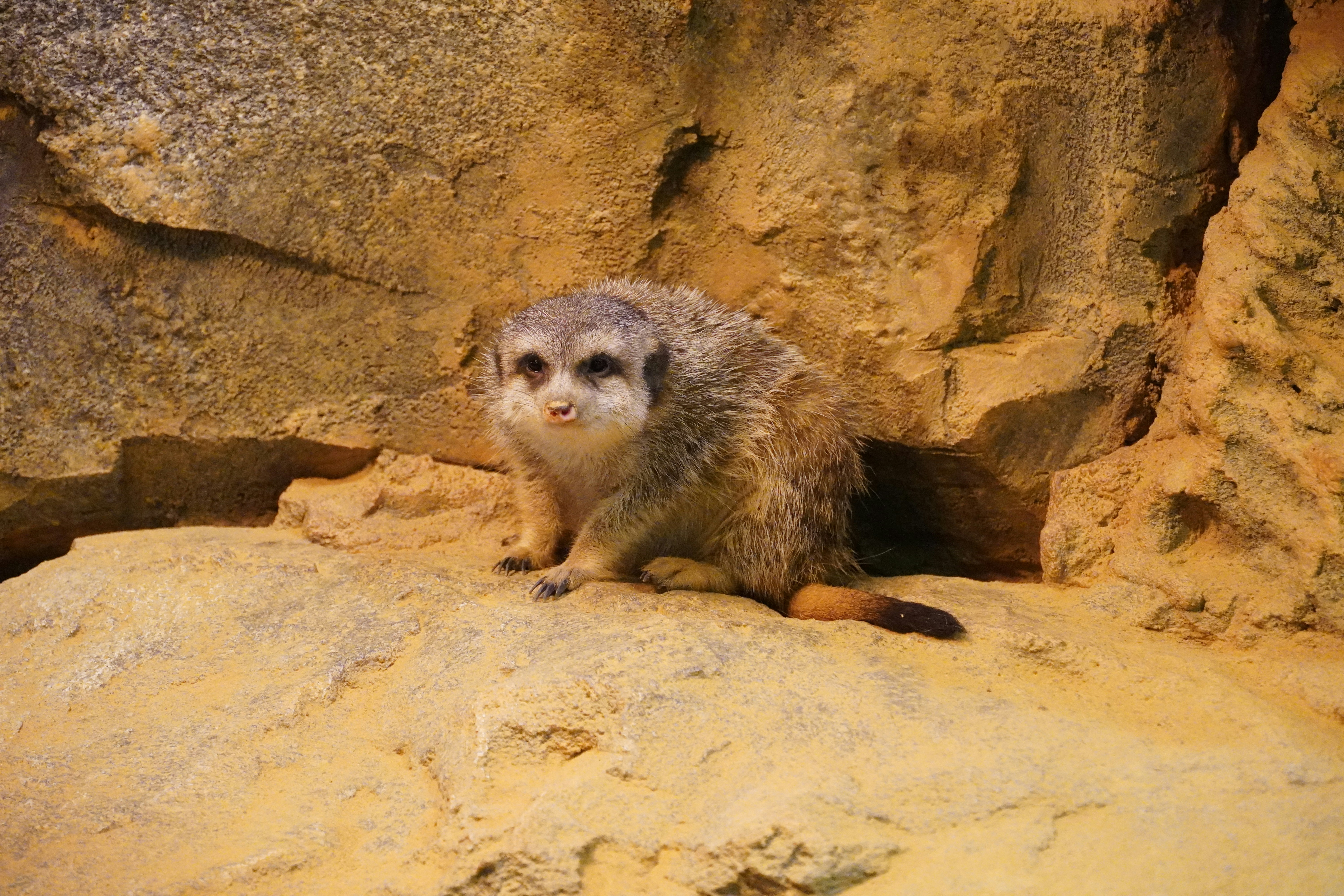 A meerkat sits on a rocky ledge.