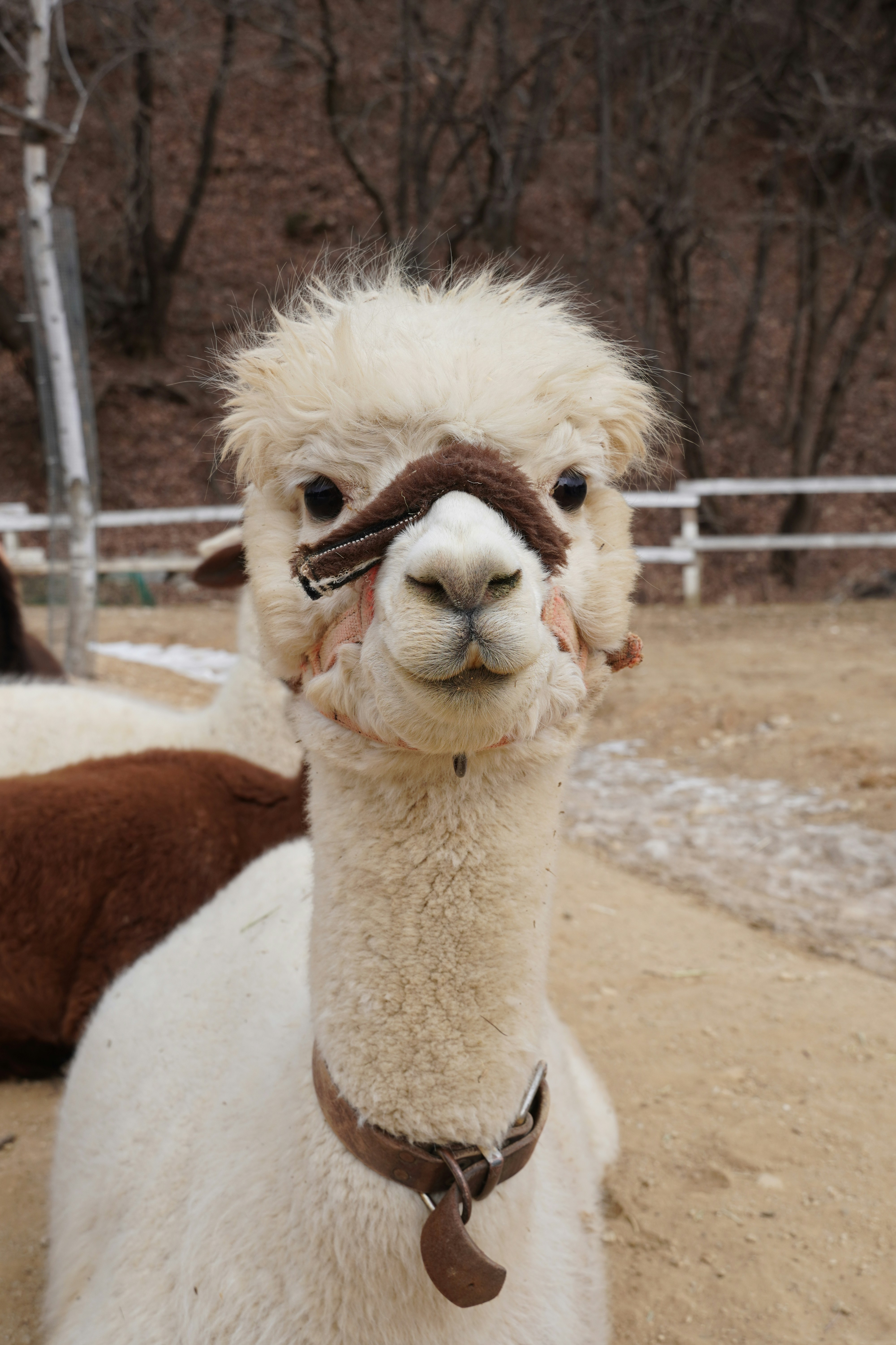 A white alpaca with a halter and collar.