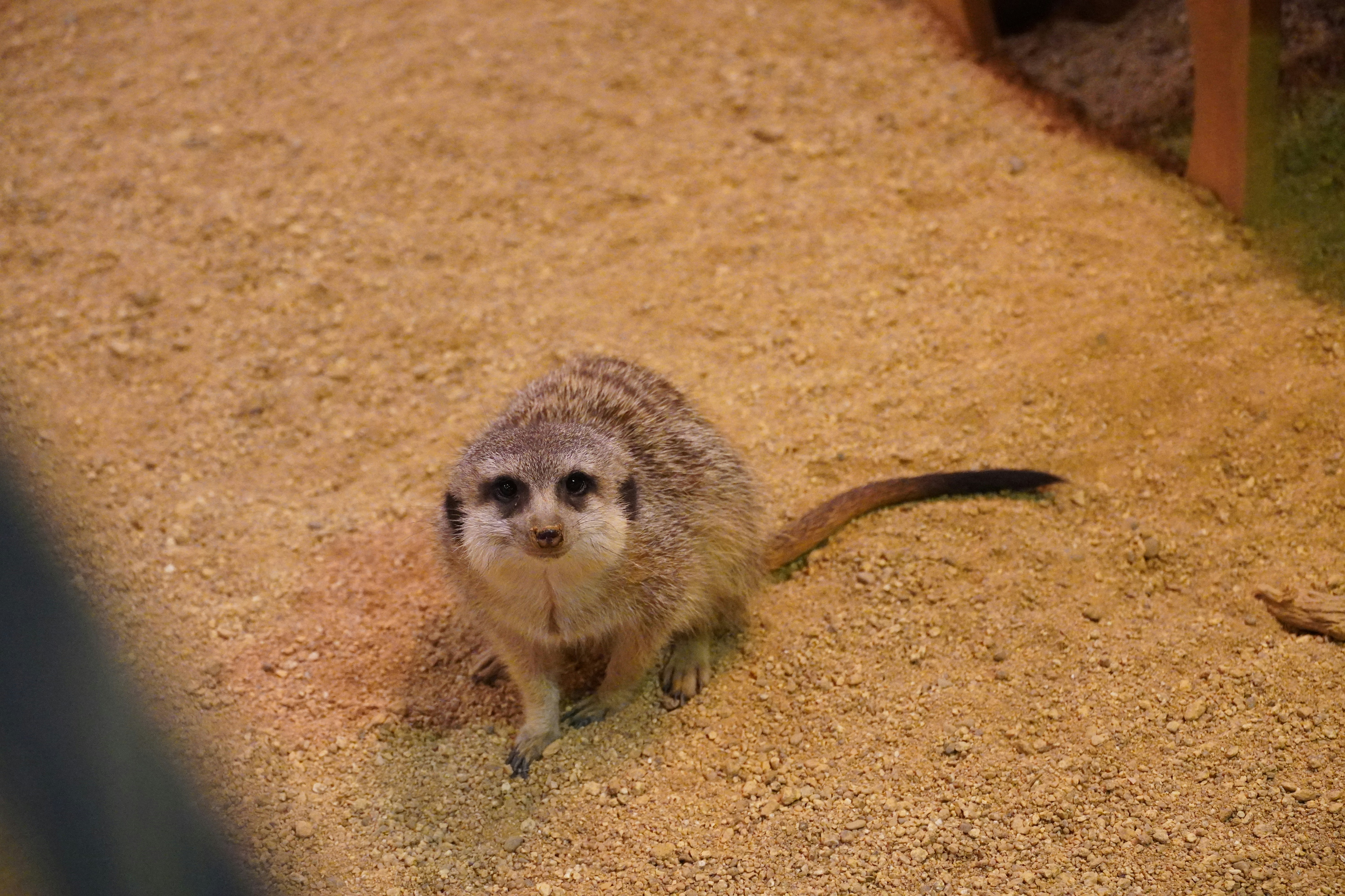 A meerkat sits on sandy ground looking forward.