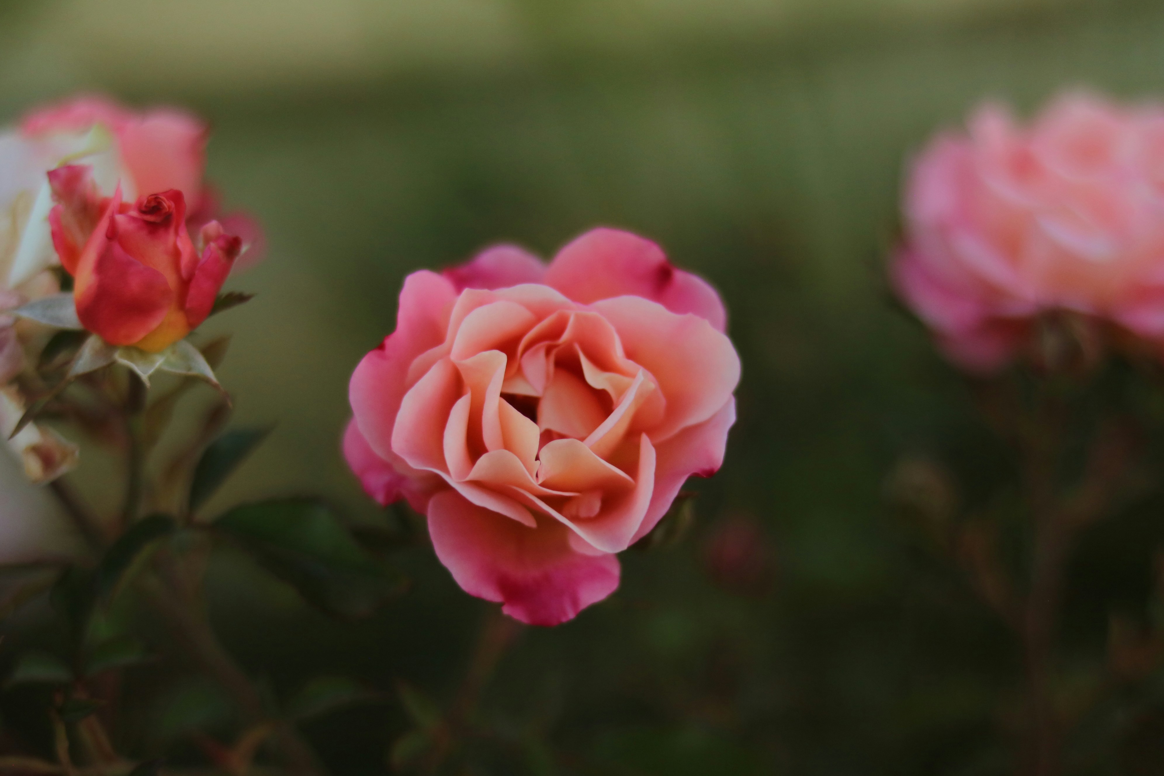 Photo by allysphotos