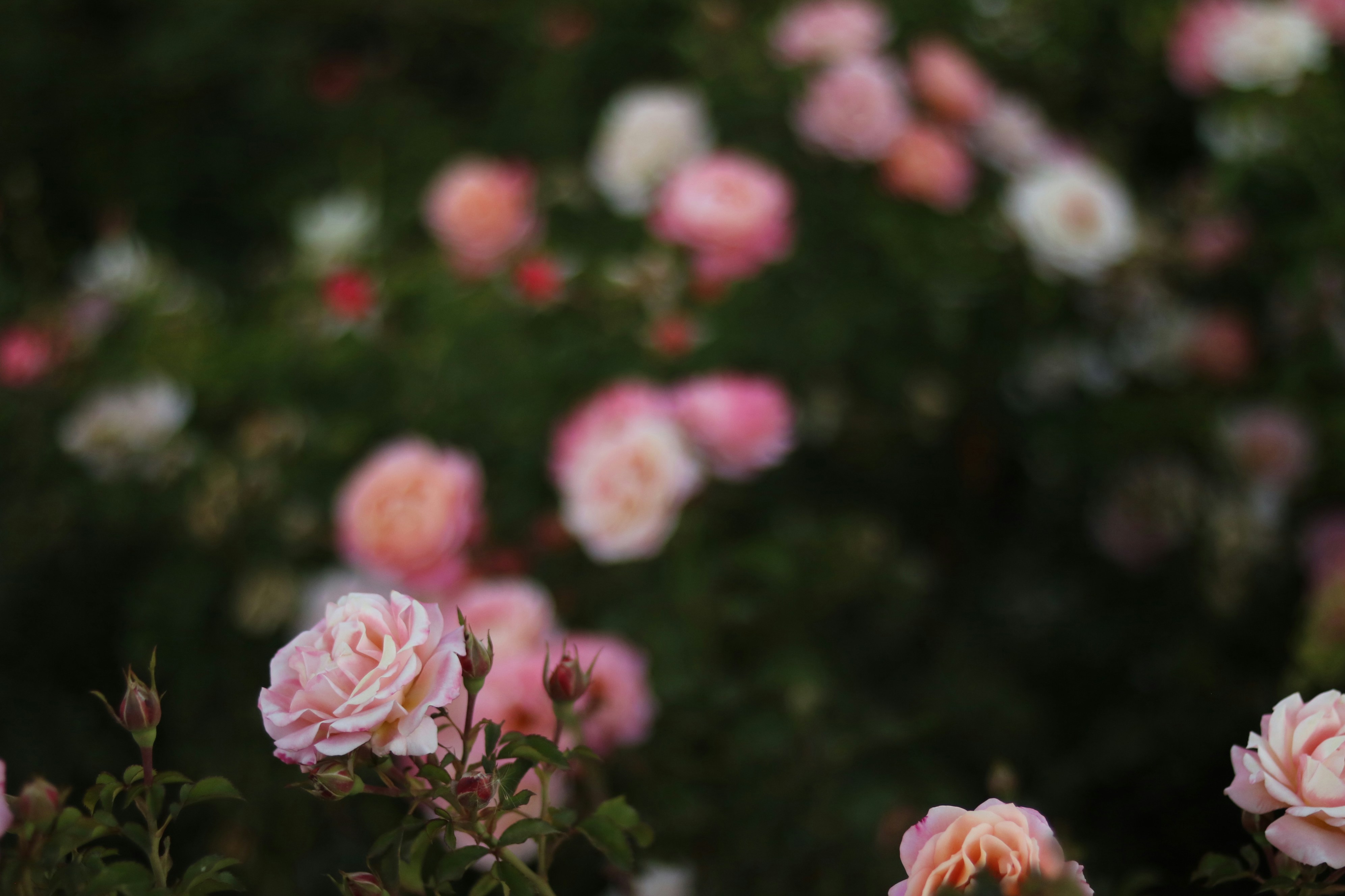 Photo by allysphotos