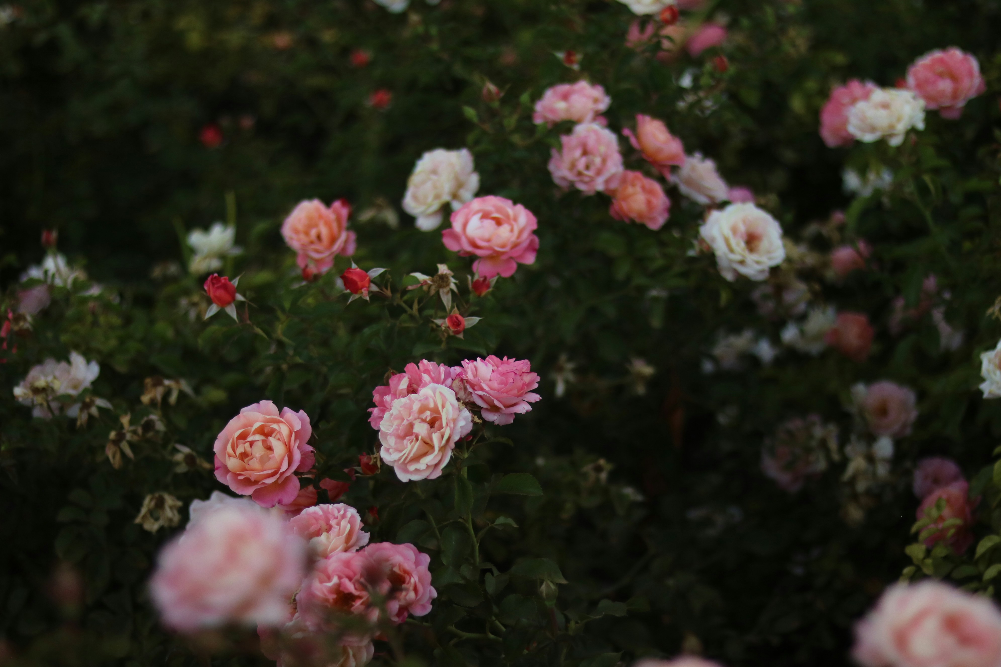 Photo by allysphotos