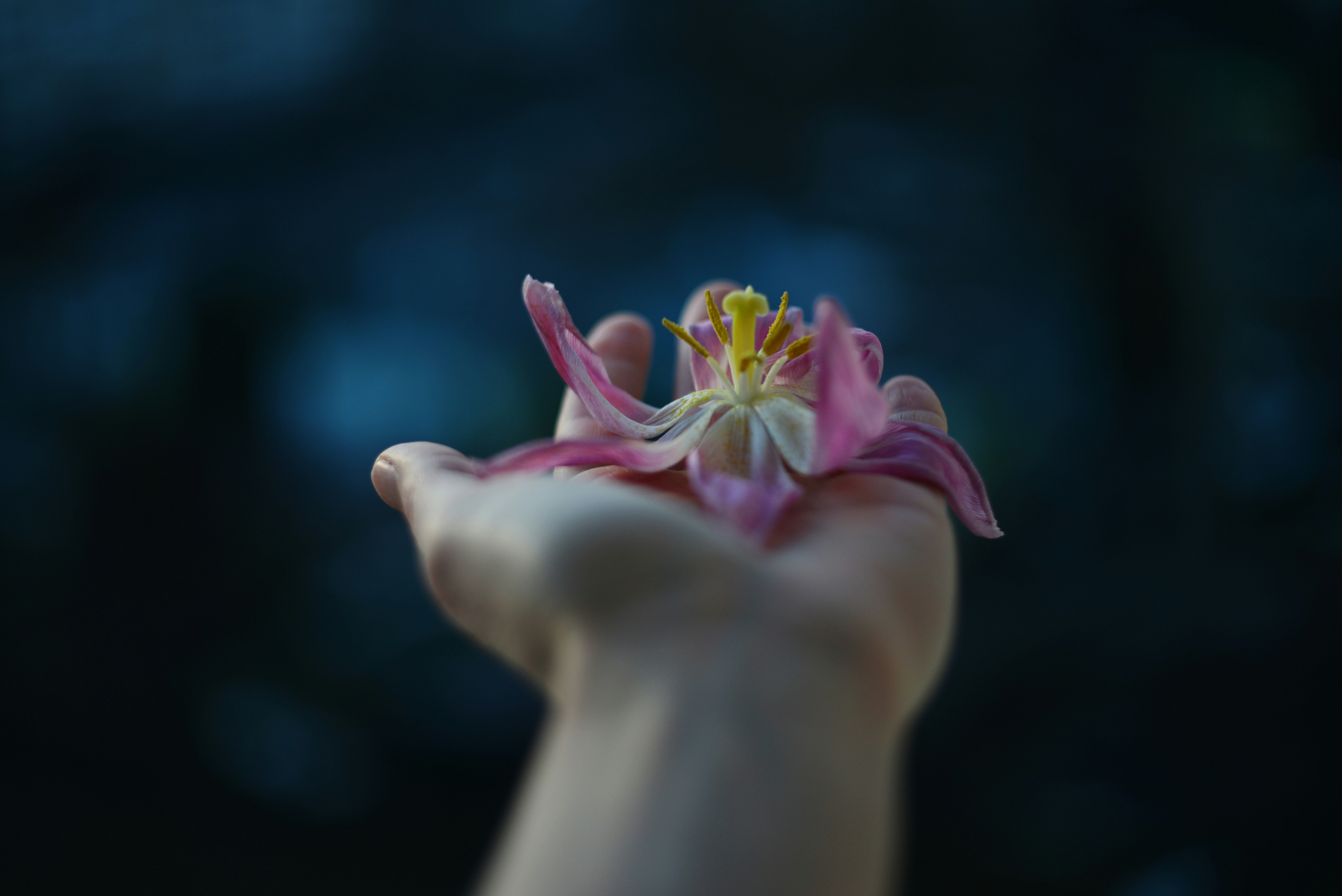 A hand holding a delicate pink flower