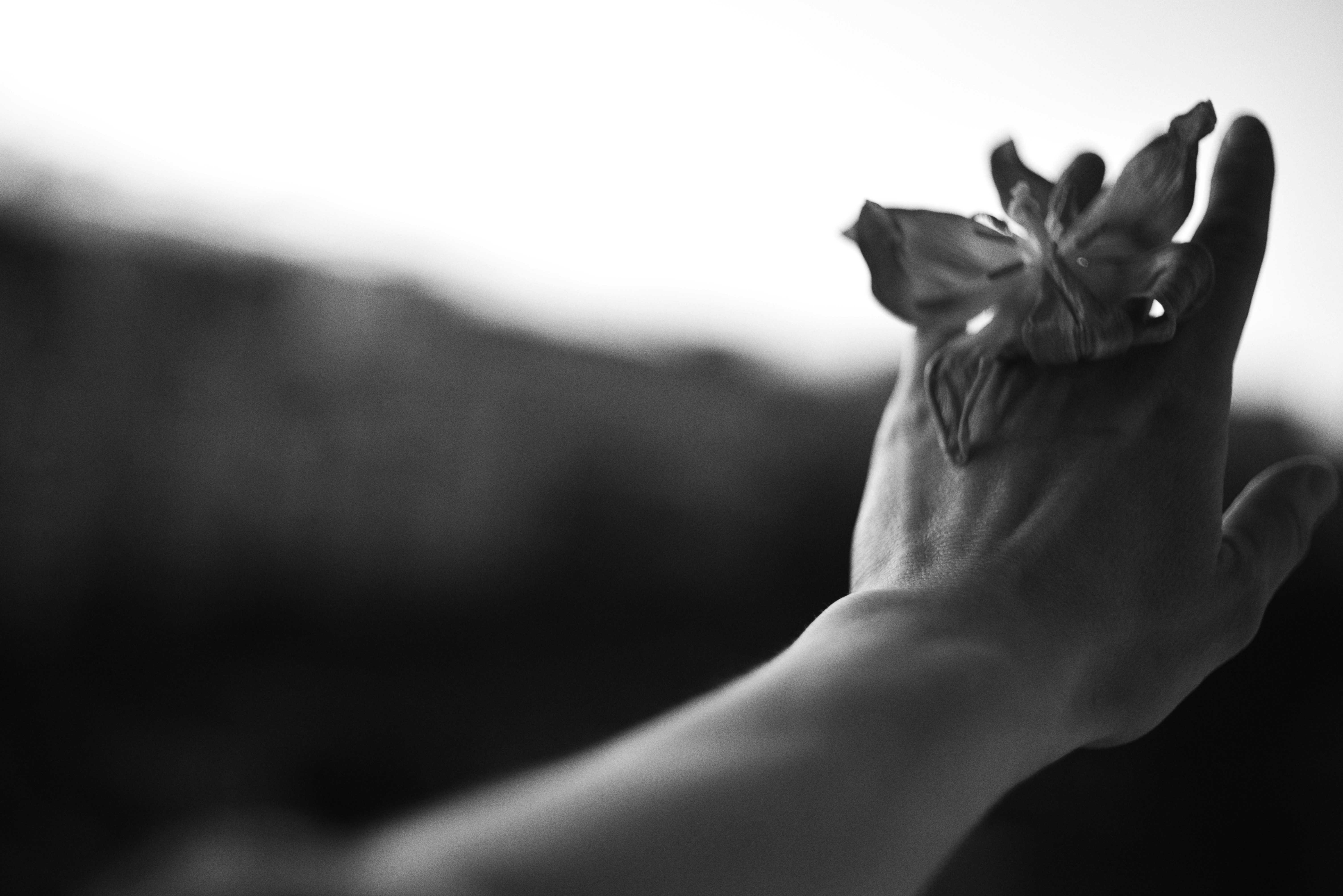A hand holding a dried flower against a blurred background