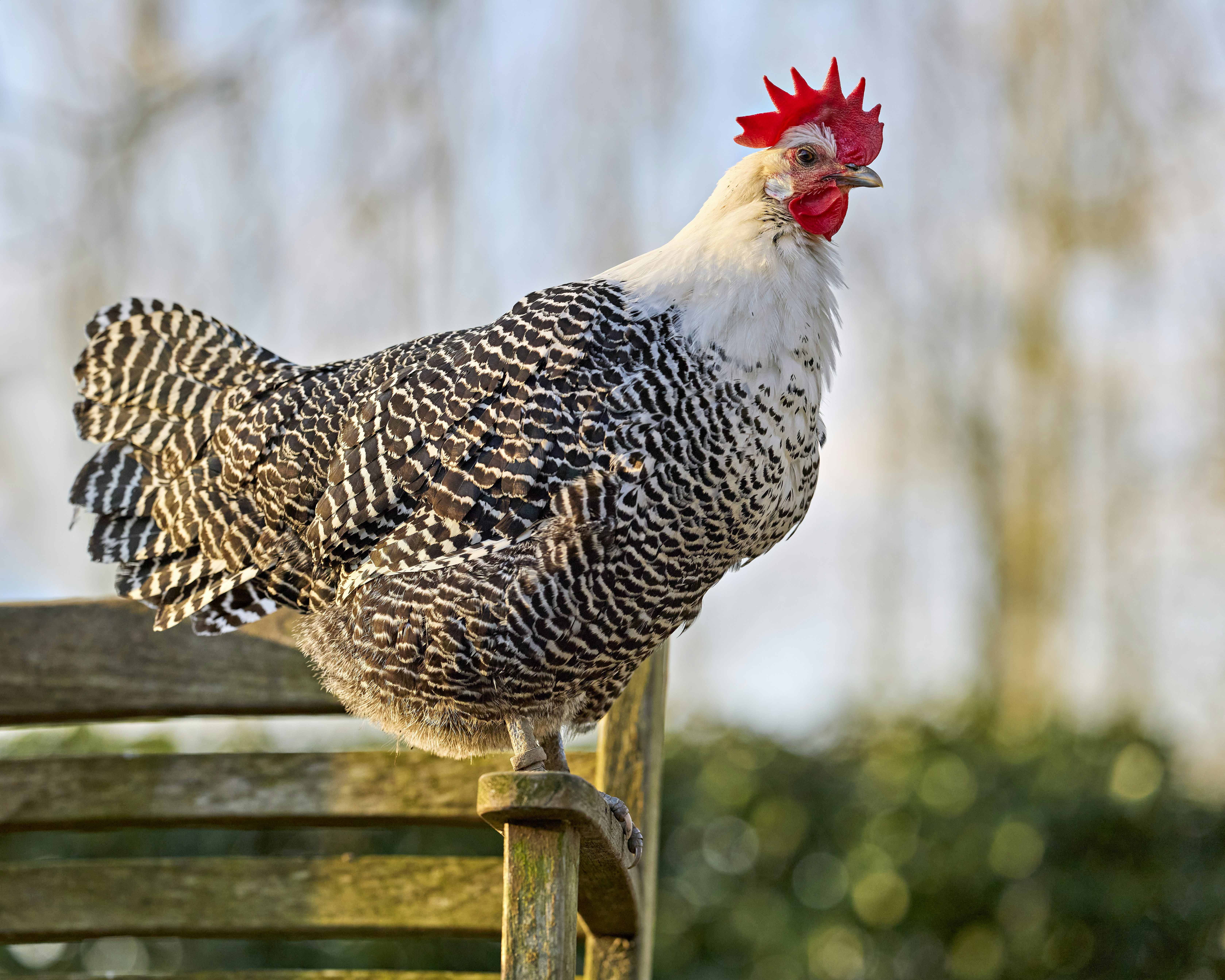 Photo by erwinbosman