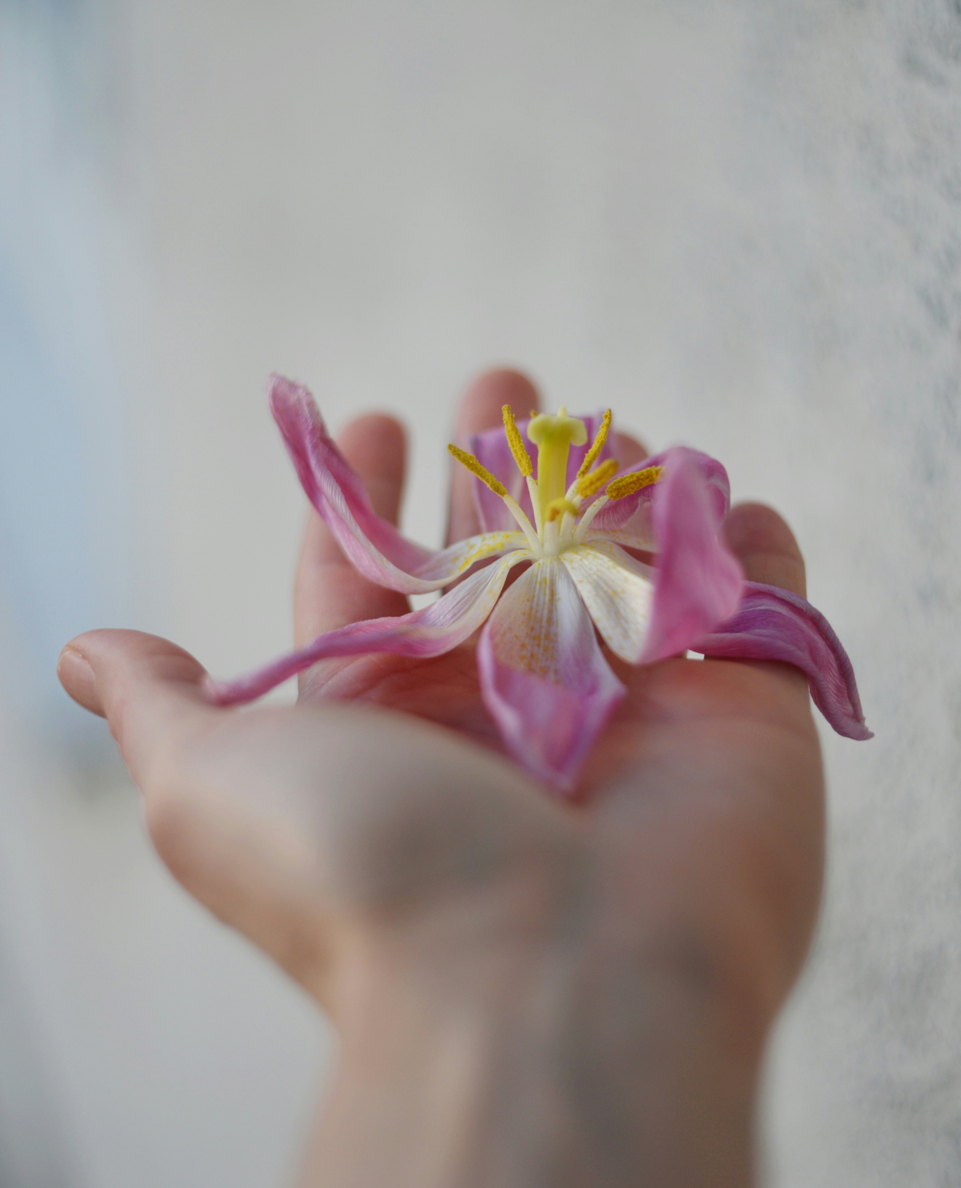 A hand holding a wilting pink tulip