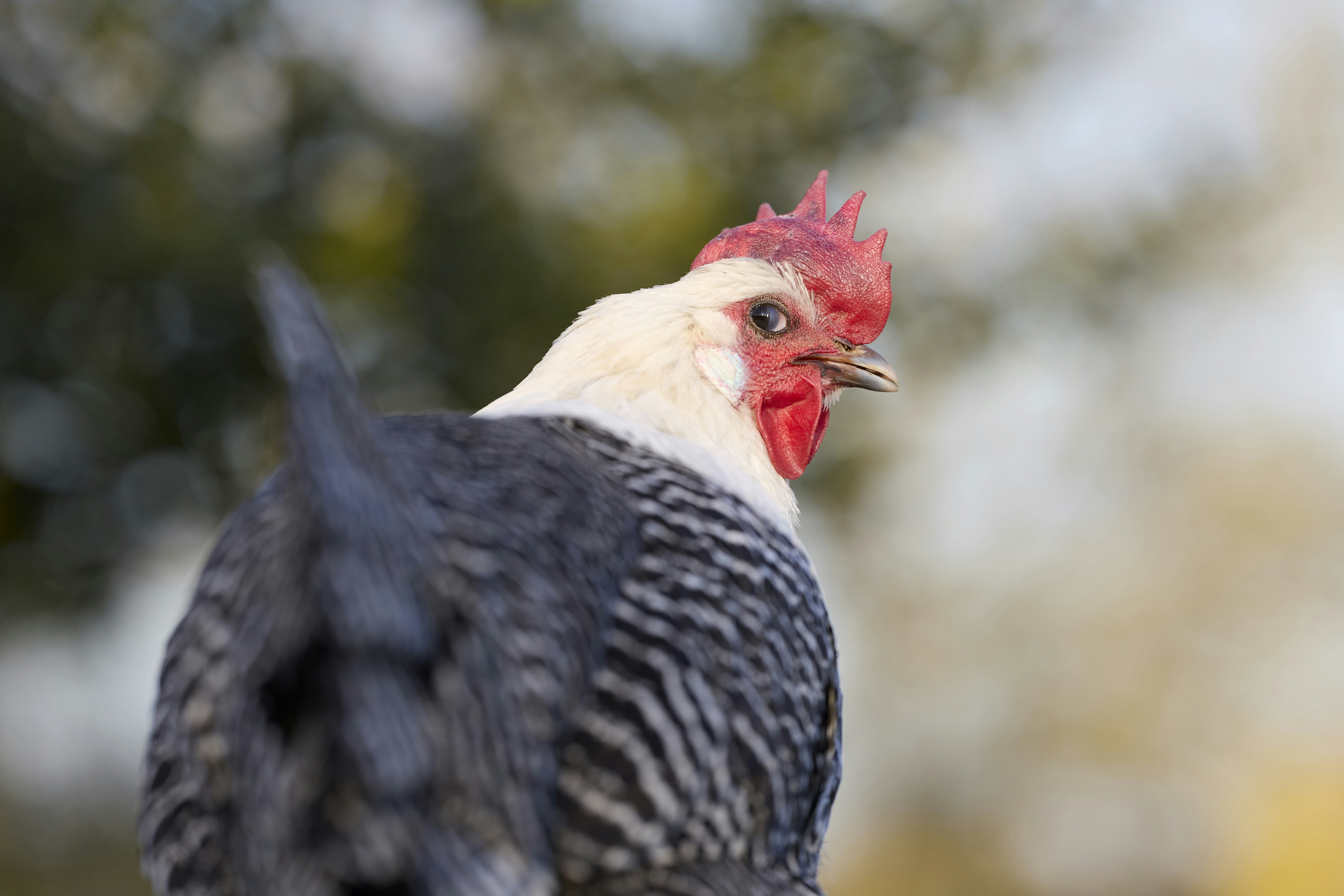 Photo by erwinbosman