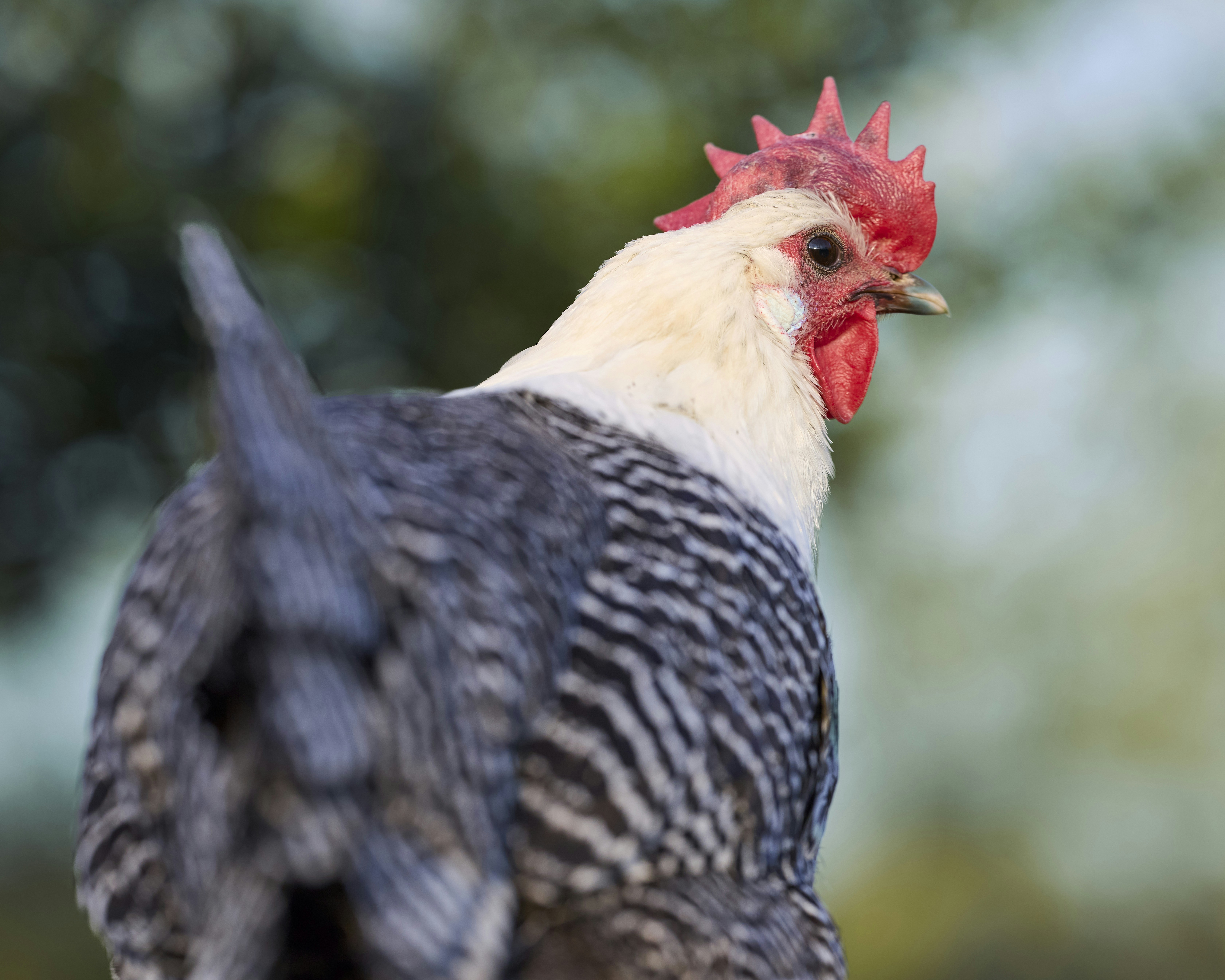 Photo by erwinbosman