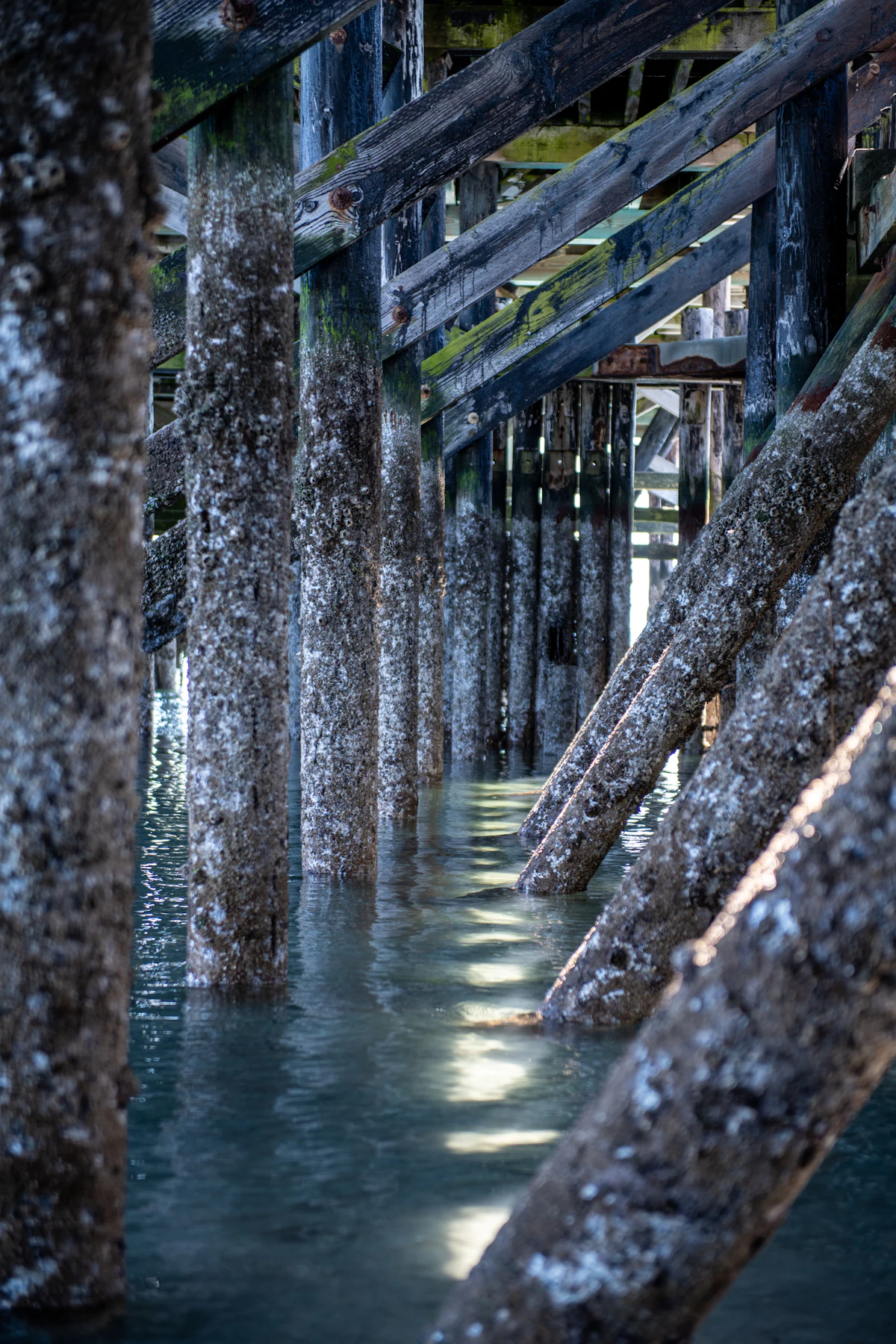 Barnacle-covered piles in salt water — the long-immersion subsea environment Texas Tuff Rock Bags protect array, export, telecom, and power cables in