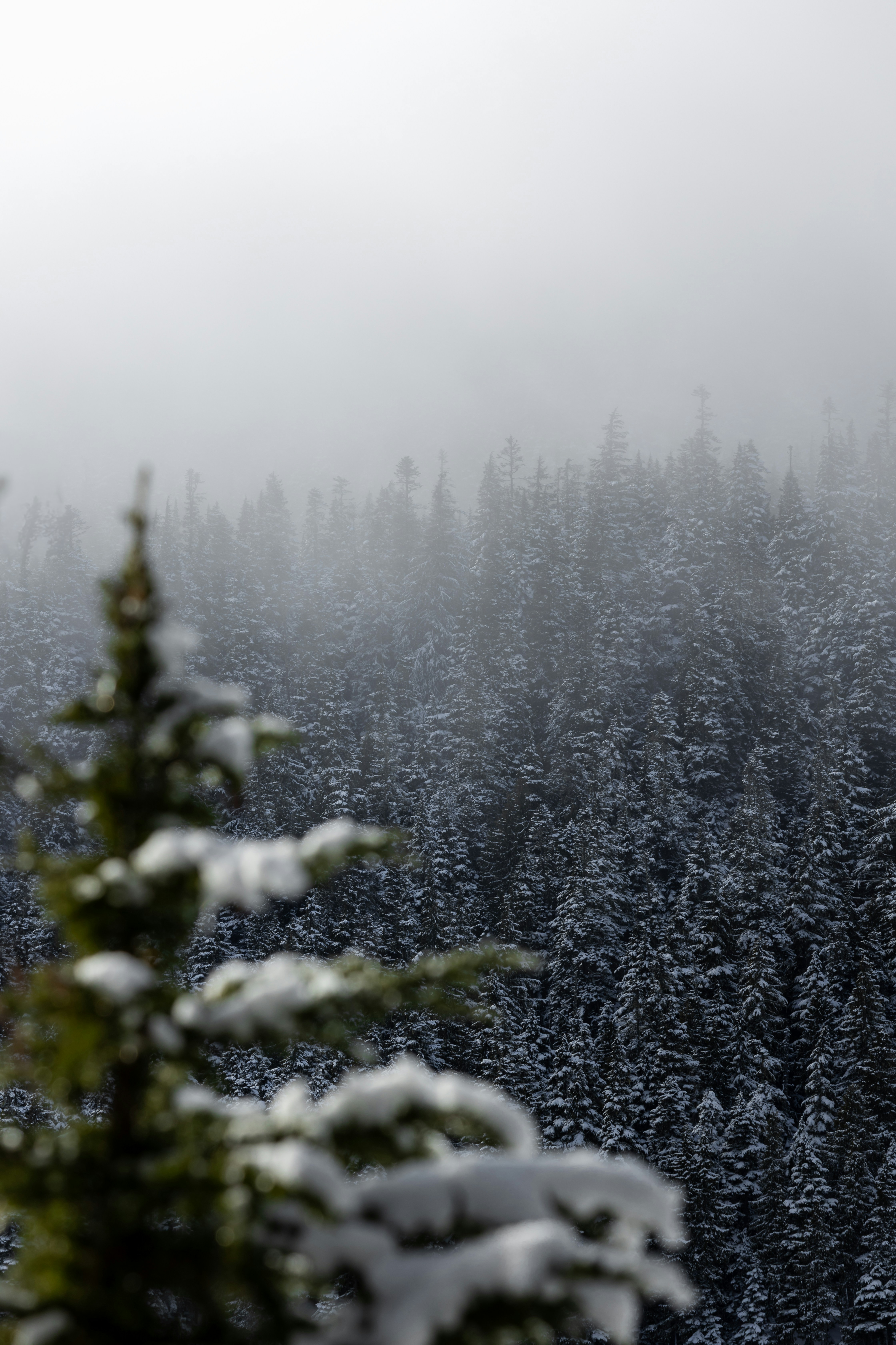 Snow-covered evergreen forest shrouded in mist.