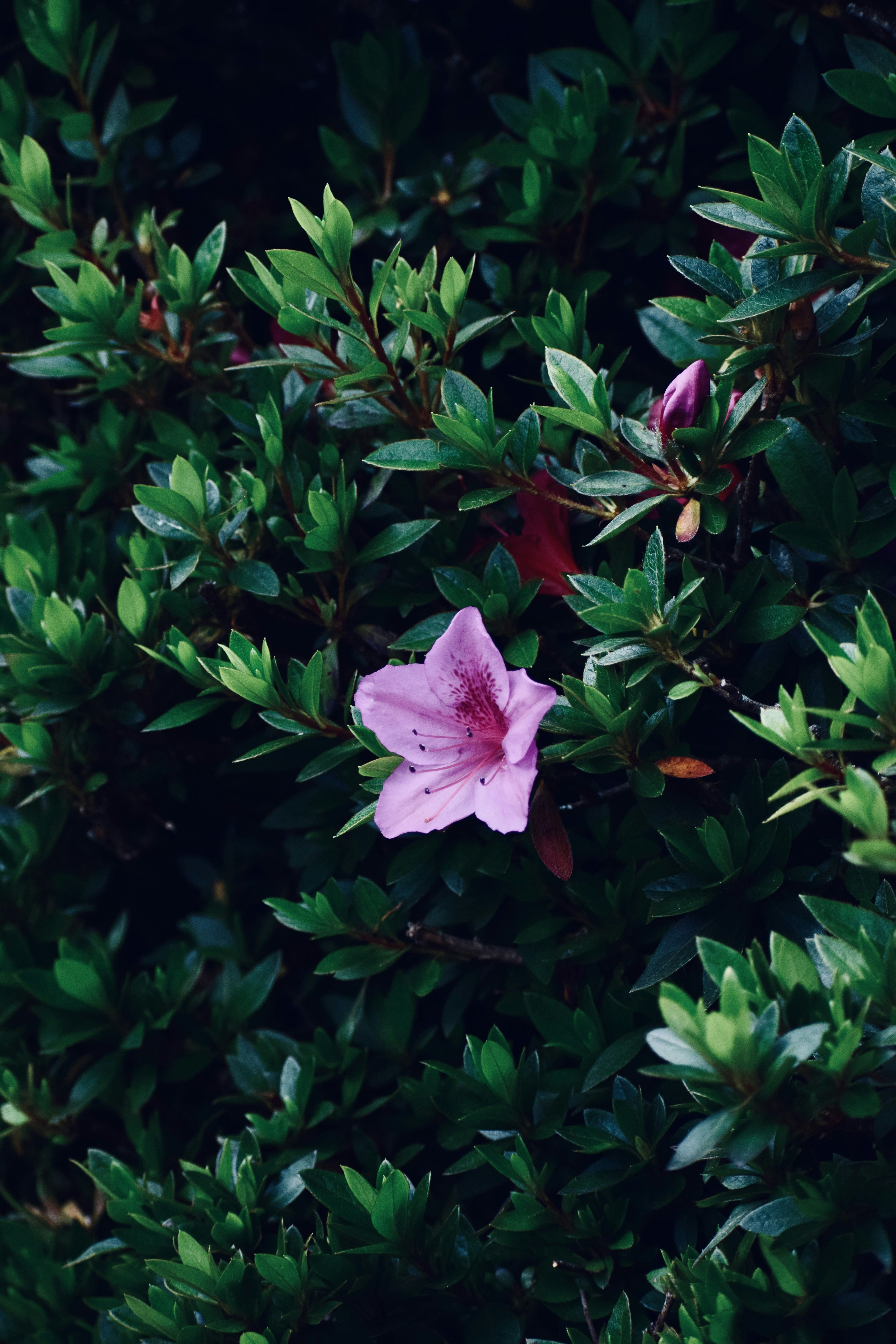 Photo by theushakiran